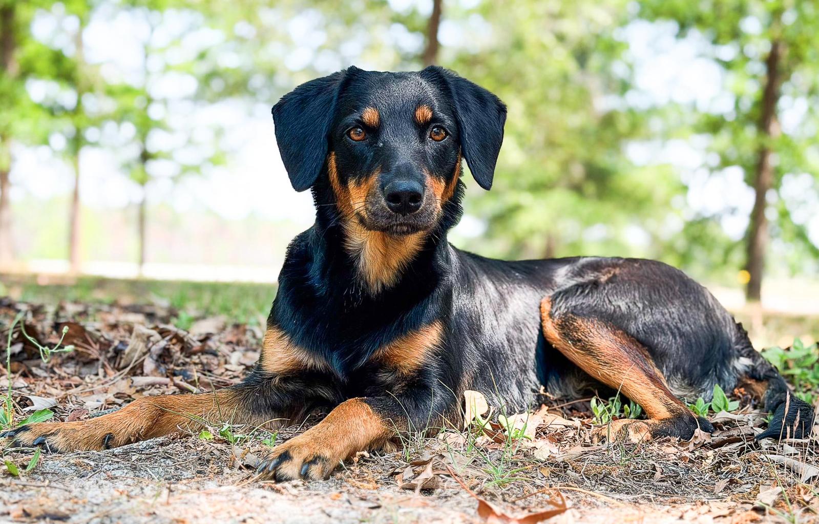Clover, a Adoptable mixed breed in Osteen, FL image 1/3