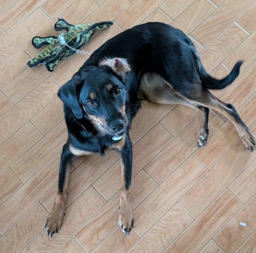 Clover, a Adoptable mixed breed in Osteen, FL image 2/3