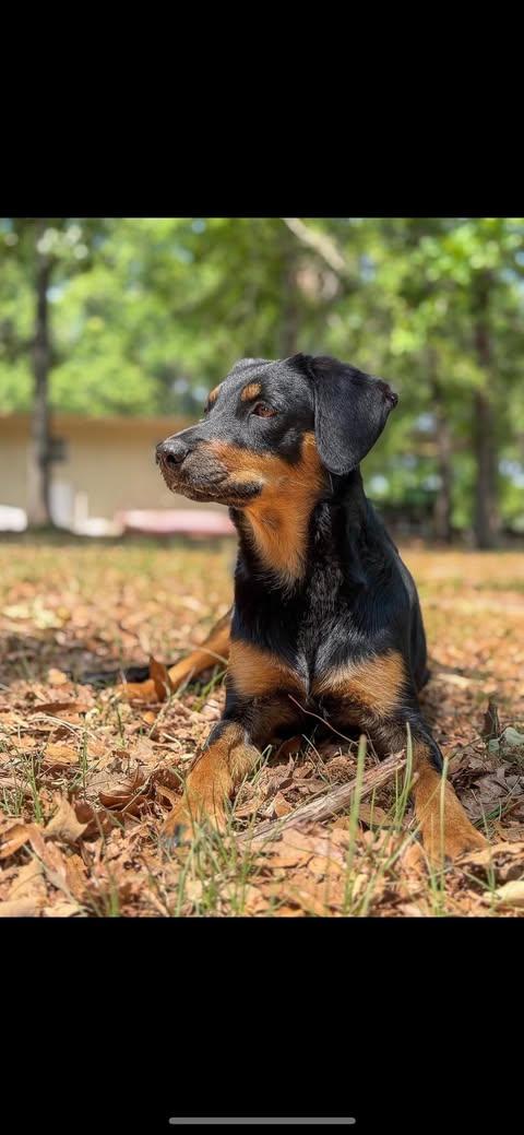 Clover, a Adoptable mixed breed in Osteen, FL image 3/3