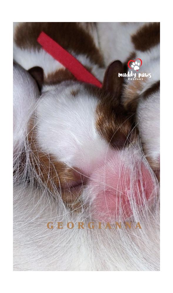 Pemberley Litter: Georgianna