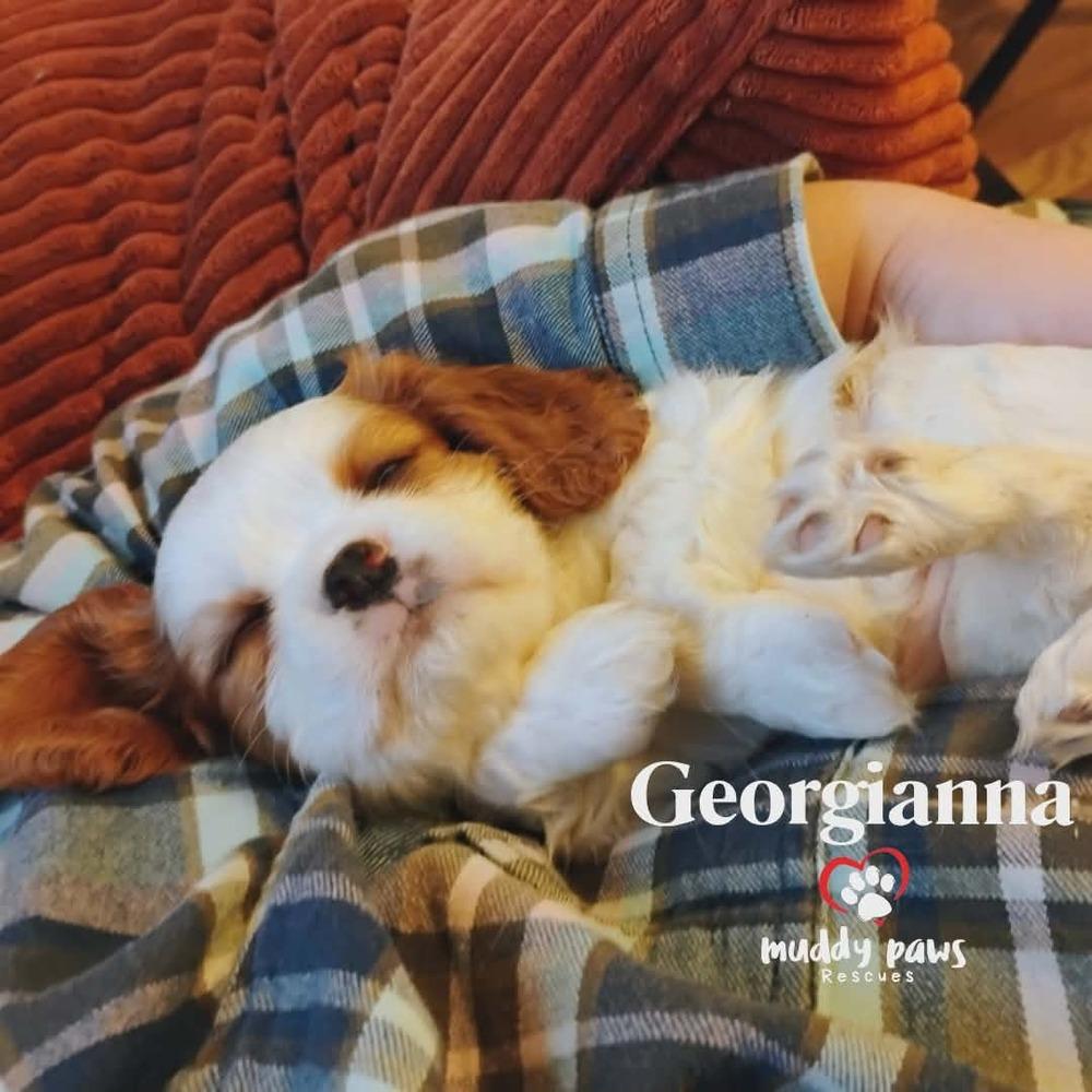 Pemberley Litter: Georgianna — thumbnail 3