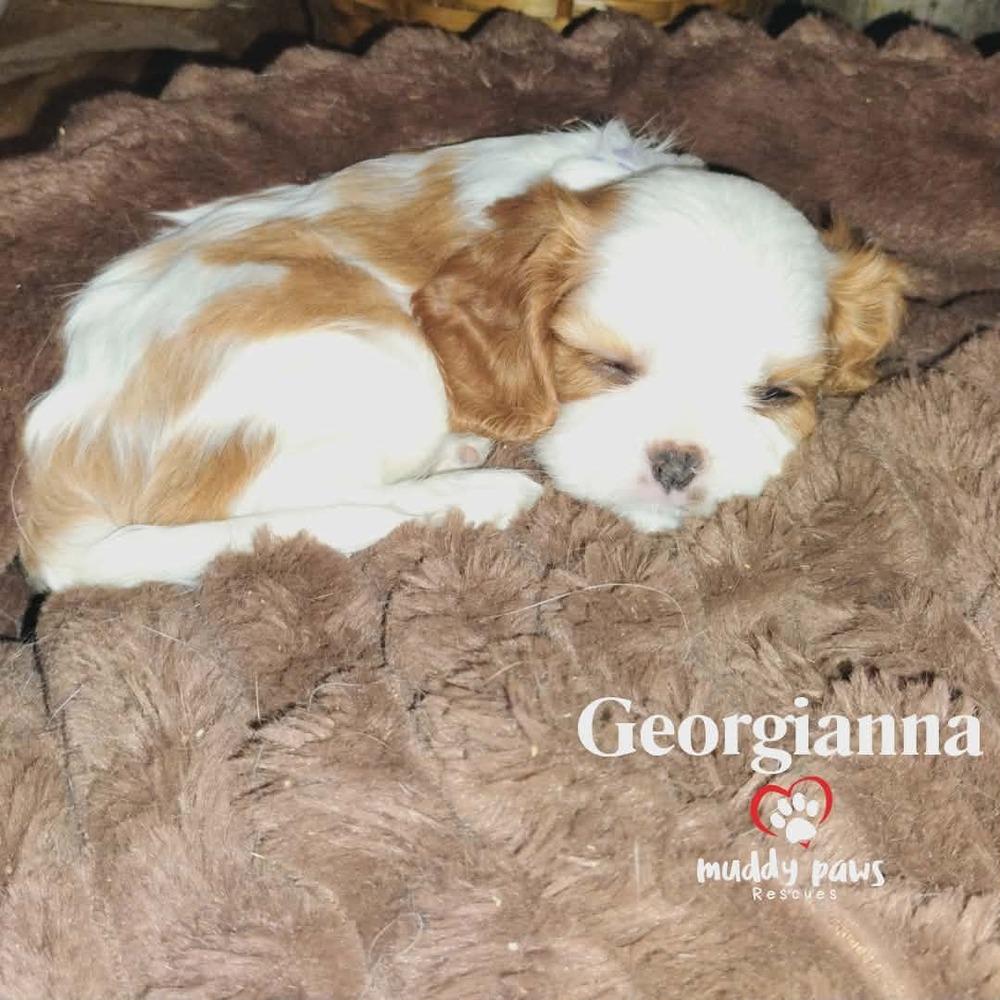 Pemberley Litter: Georgianna — thumbnail 4