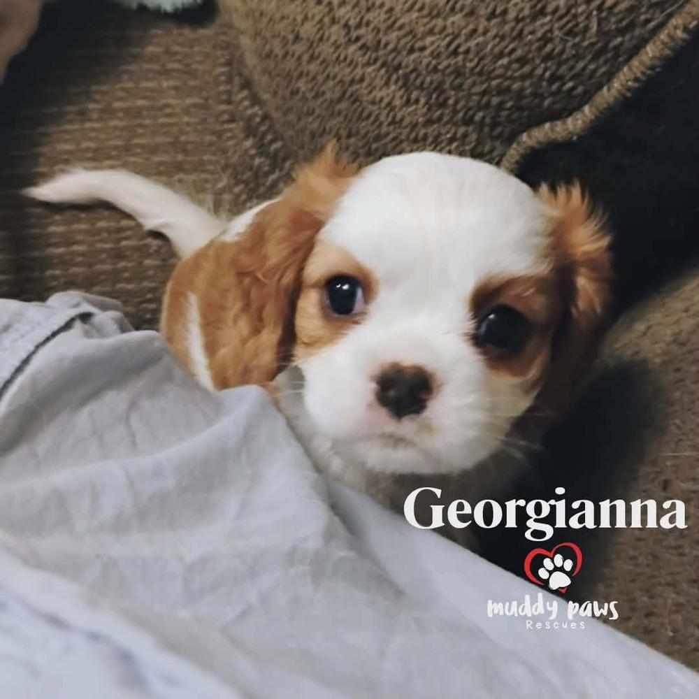 Pemberley Litter: Georgianna — thumbnail 5