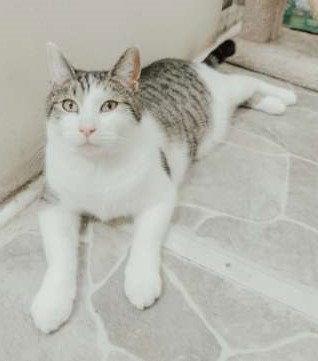 Reed, Adoptable, Young Male Tabby & Domestic Short Hair.