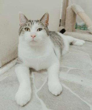 Enlarge Reed, a Adoptable mixed breed in Attalla, AL image 2/3