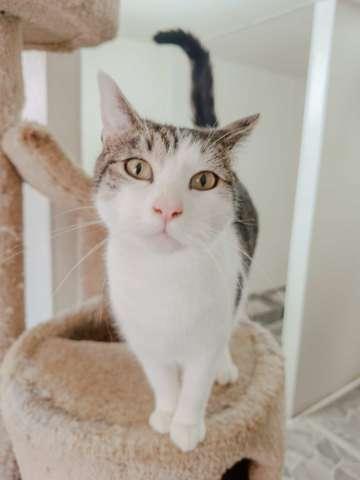 Enlarge Reed, a Adoptable mixed breed in Attalla, AL image 3/3