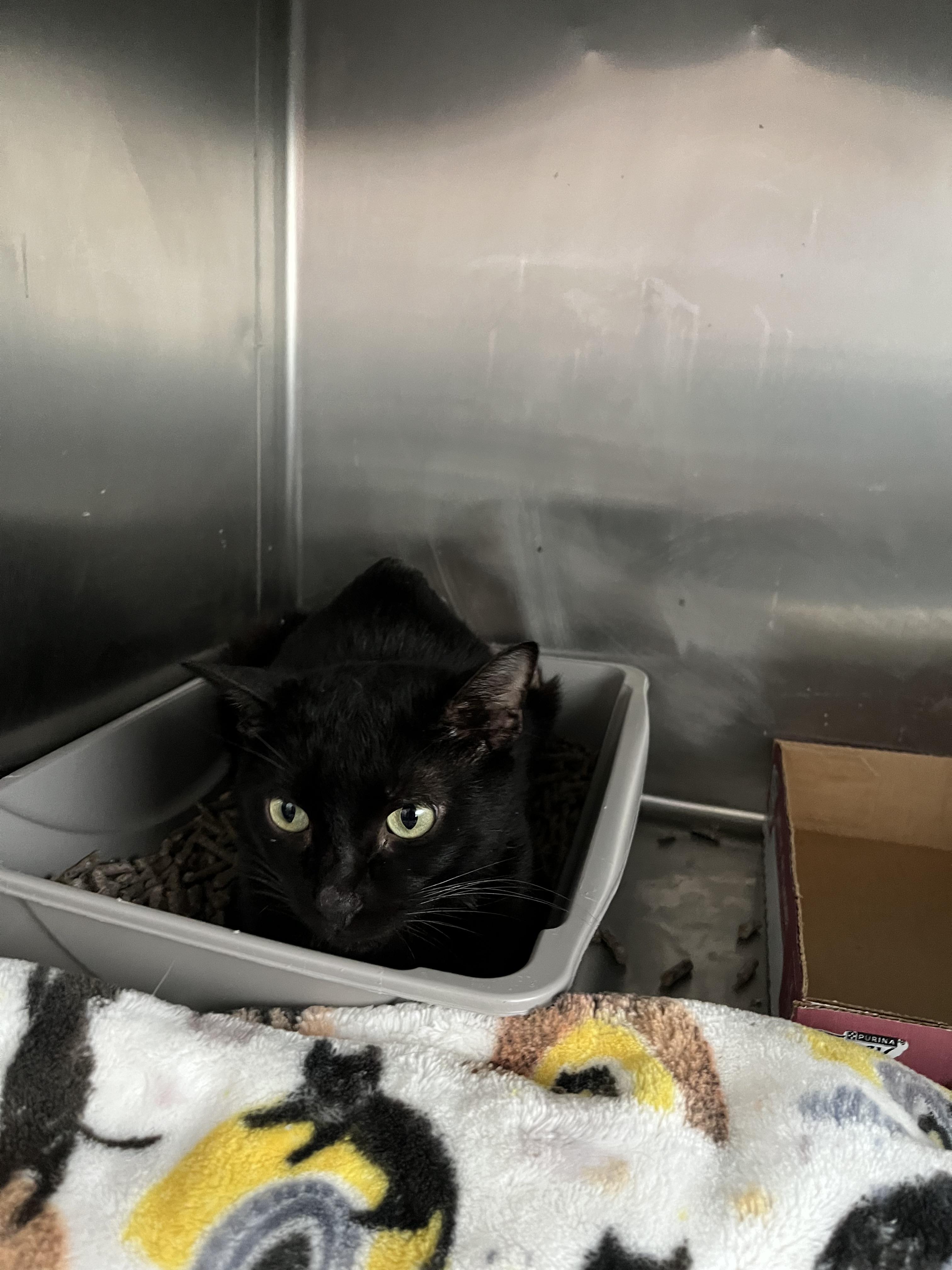 Tiny Tim, Adoptable, Young Male Domestic Short Hair.