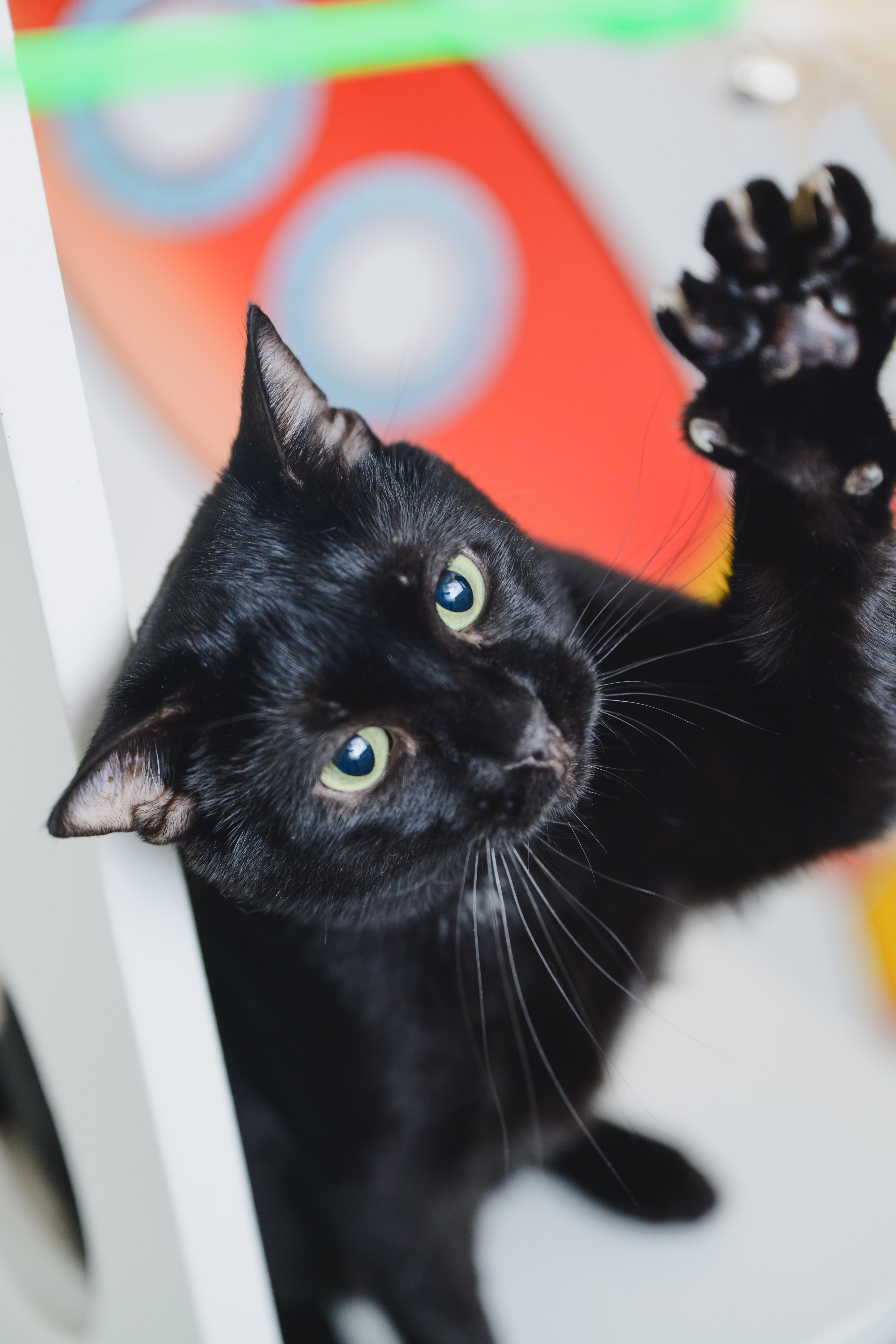 Enlarge Tiny Tim, a Adoptable Domestic Short Hair in Honolulu, HI image 1/6