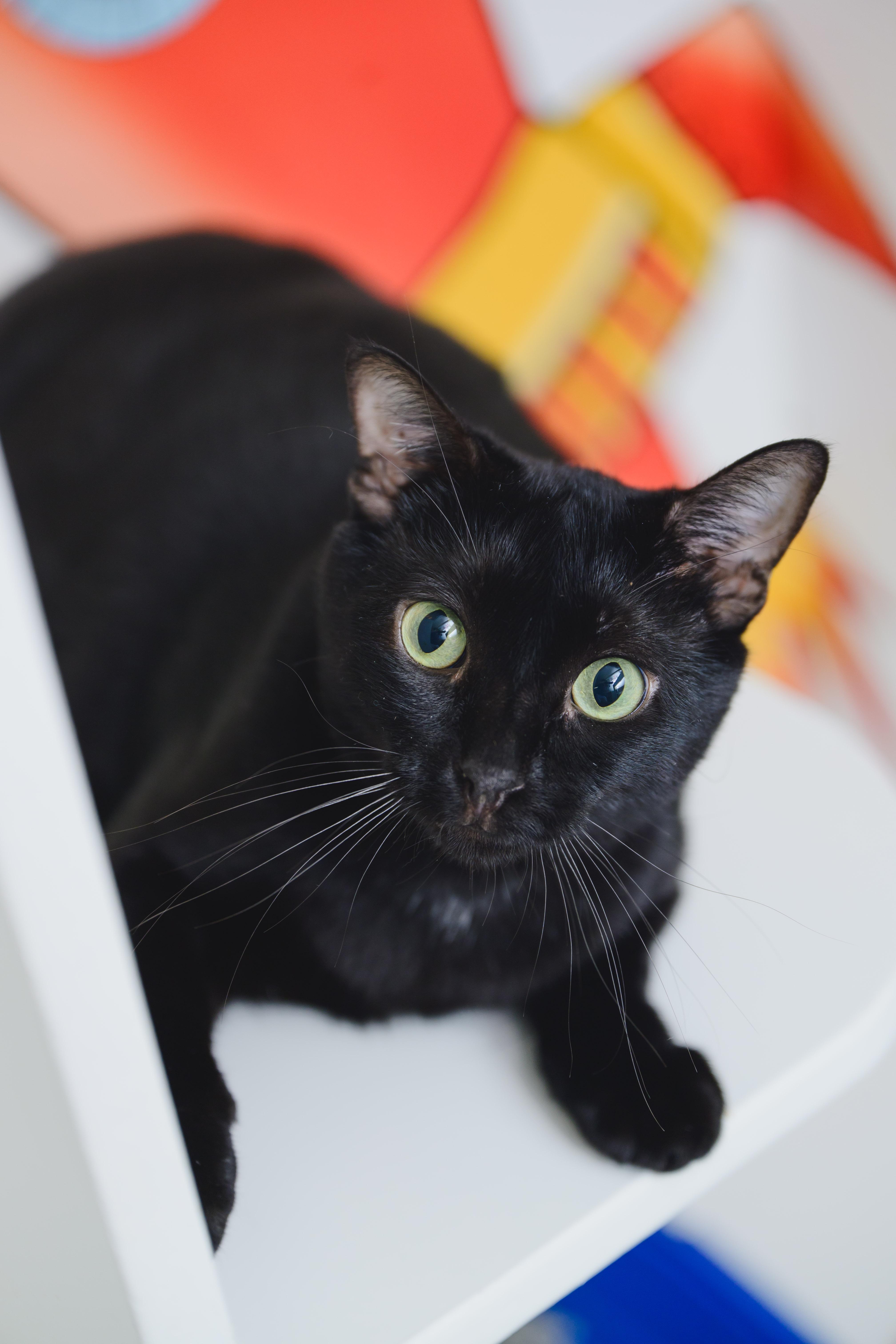 Enlarge Tiny Tim, a Adoptable Domestic Short Hair in Honolulu, HI image 2/6