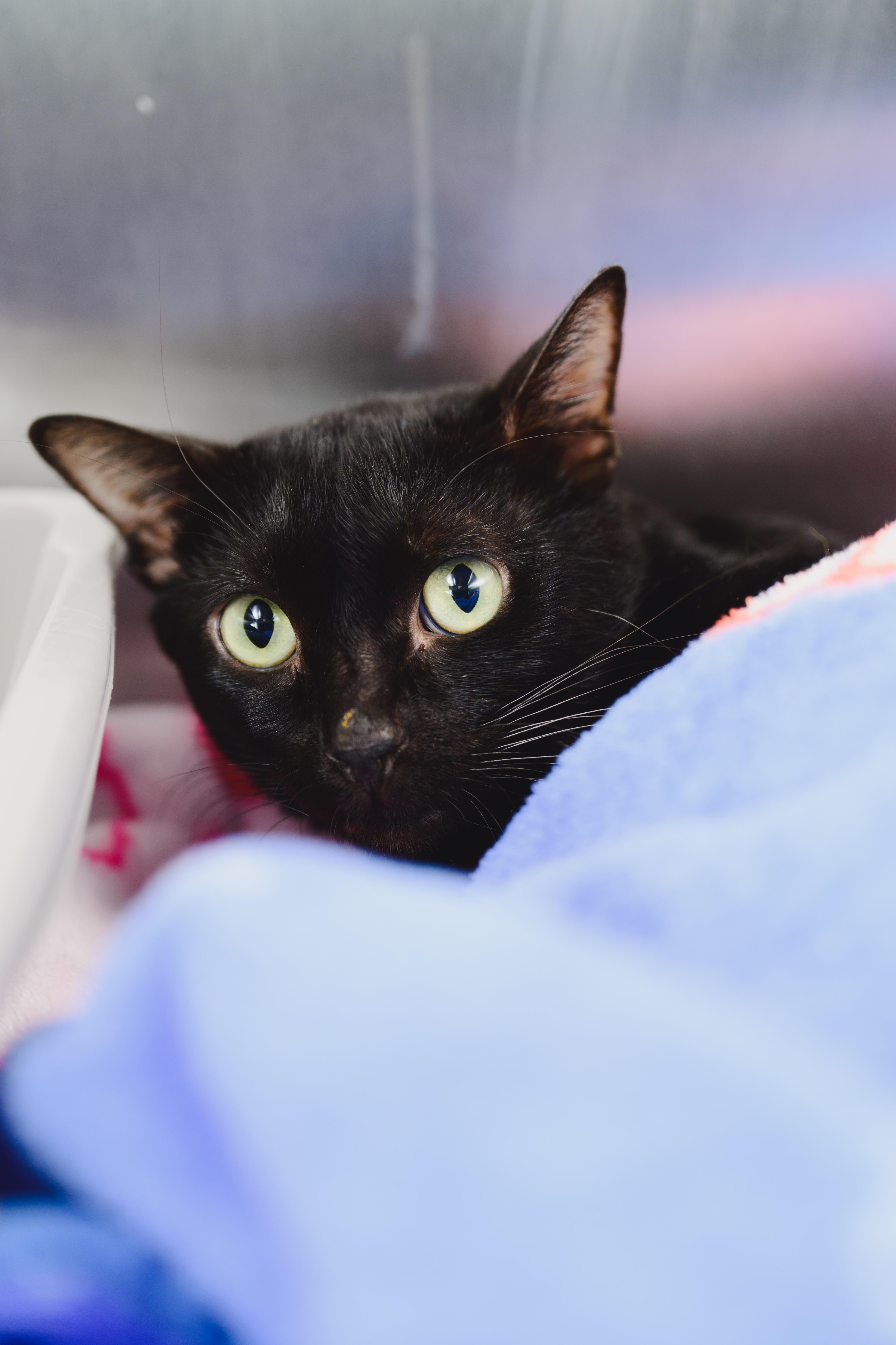 Tiny Tim, a Adoptable Domestic Short Hair in Honolulu, HI image 2/5