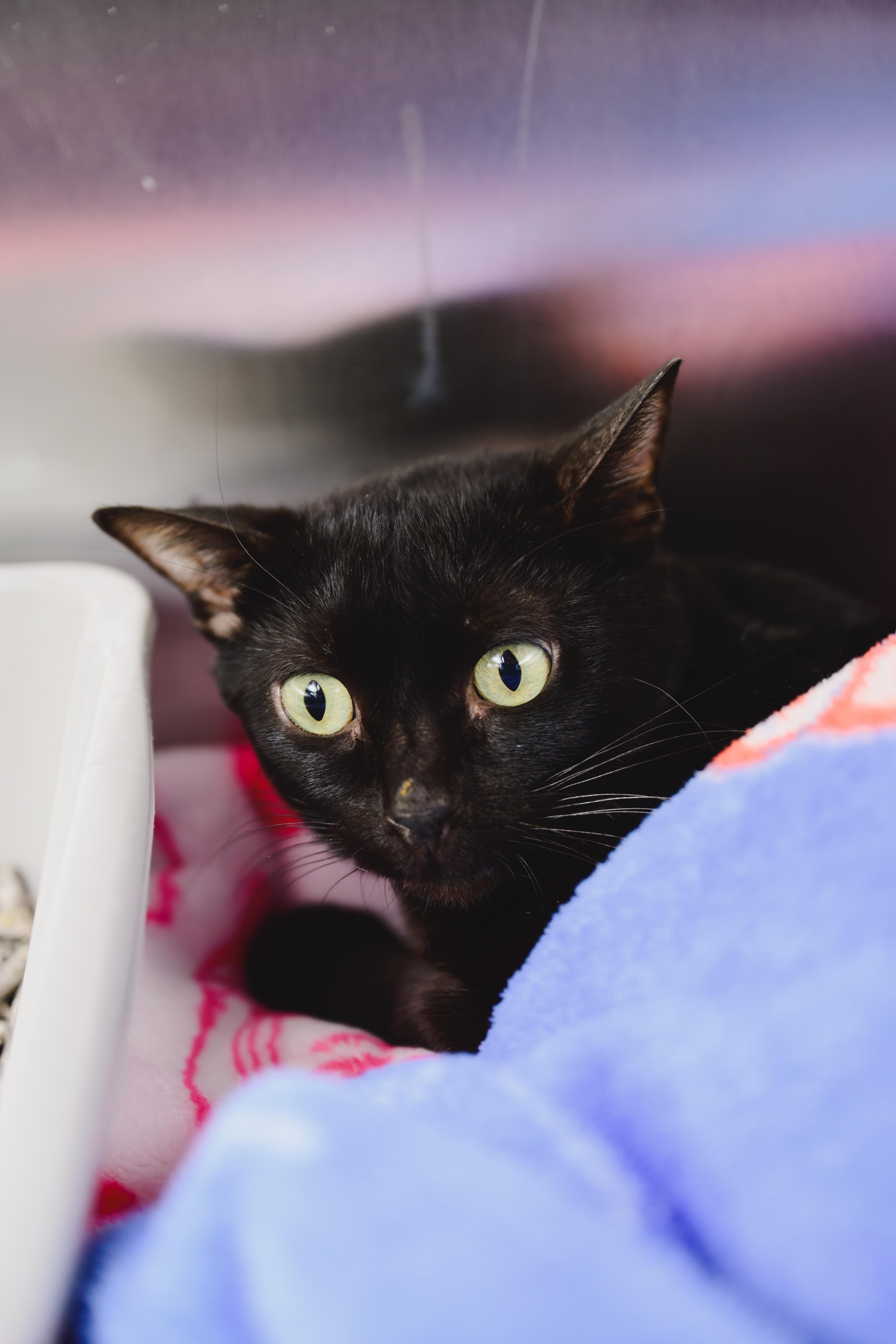 Tiny Tim, a Adoptable Domestic Short Hair in Honolulu, HI image 3/5