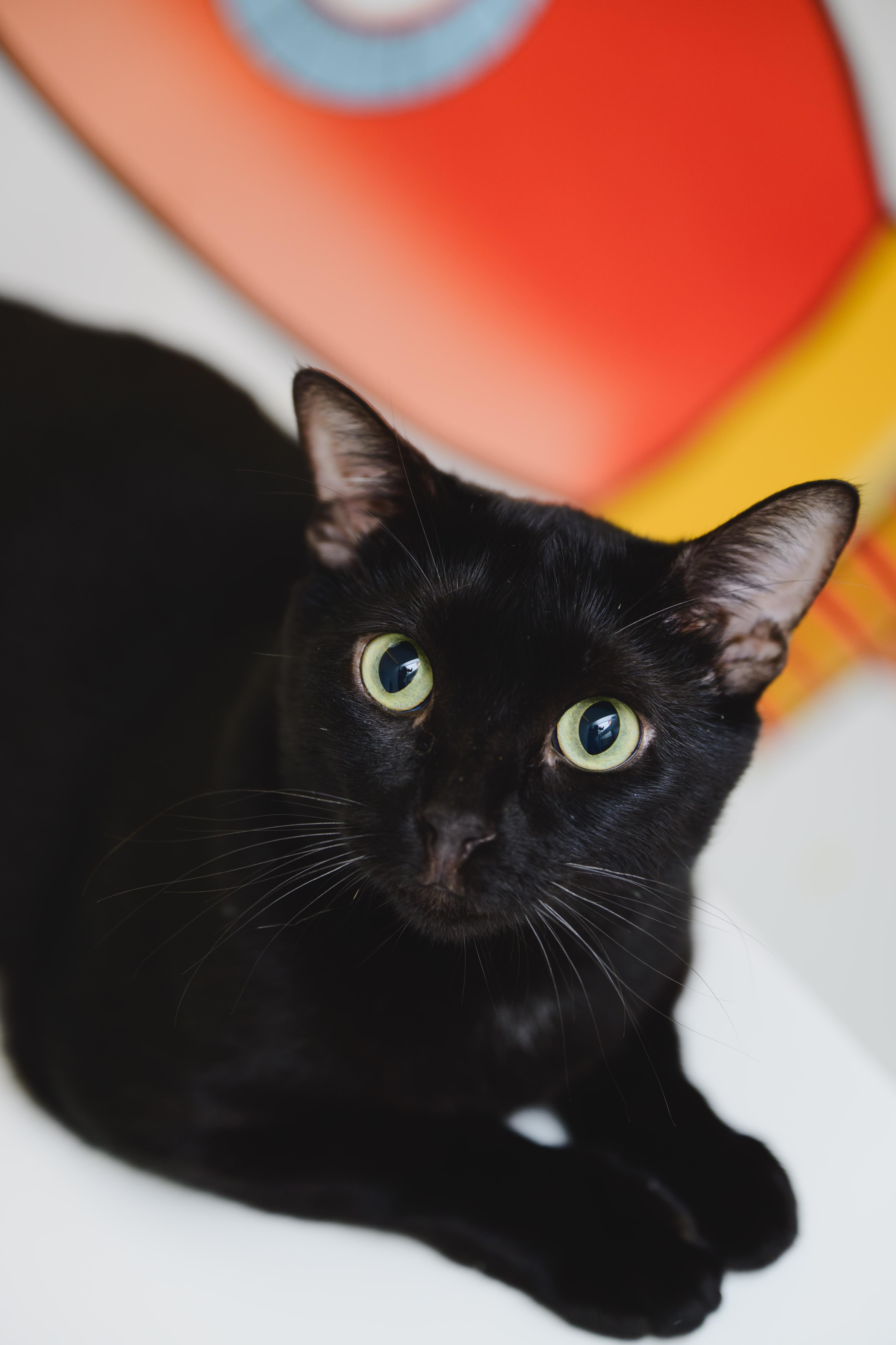 Tiny Tim, a Adoptable Domestic Short Hair in Honolulu, HI image 4/5