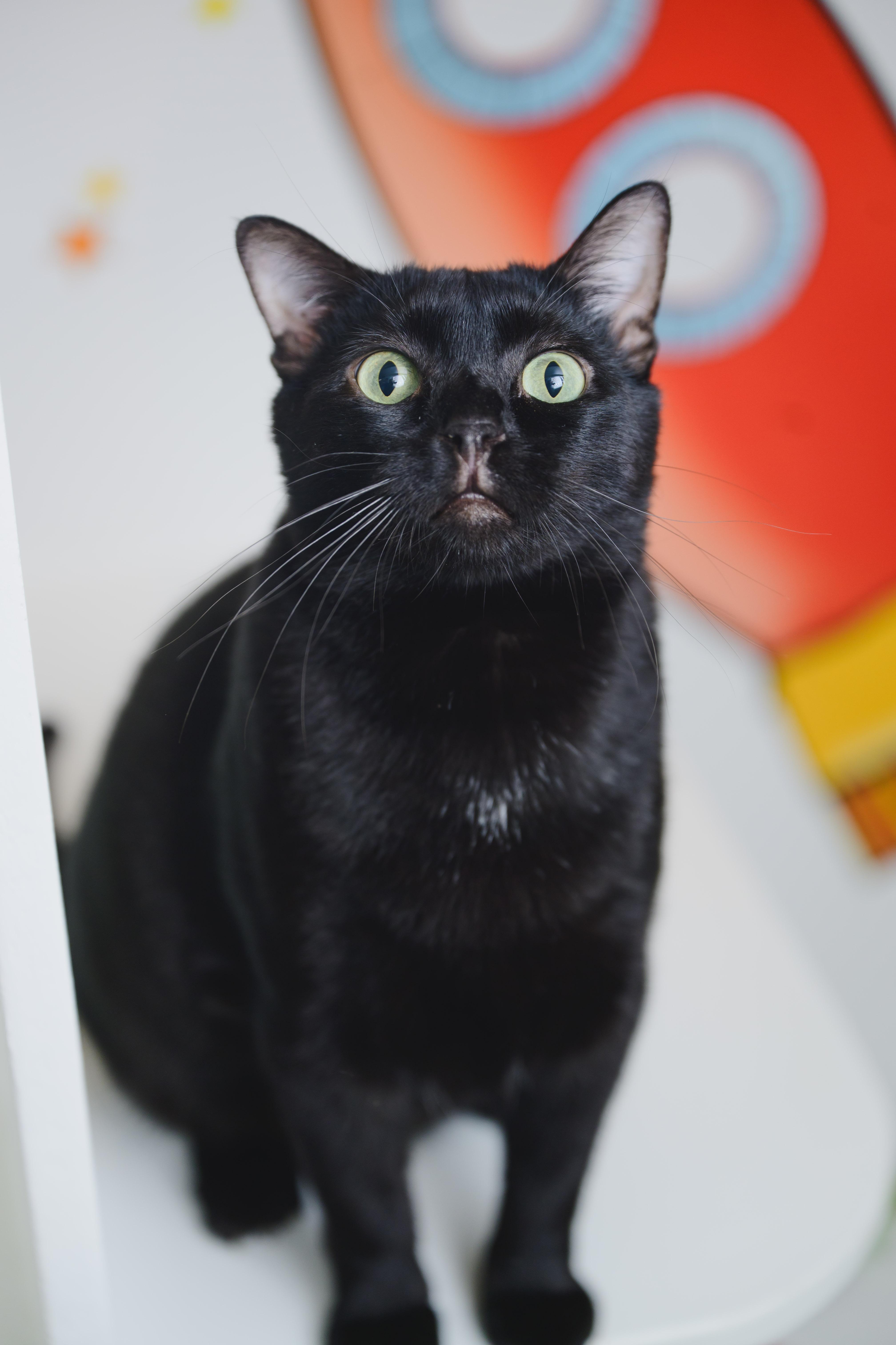 Enlarge Tiny Tim, a Adoptable Domestic Short Hair in Honolulu, HI image 3/6