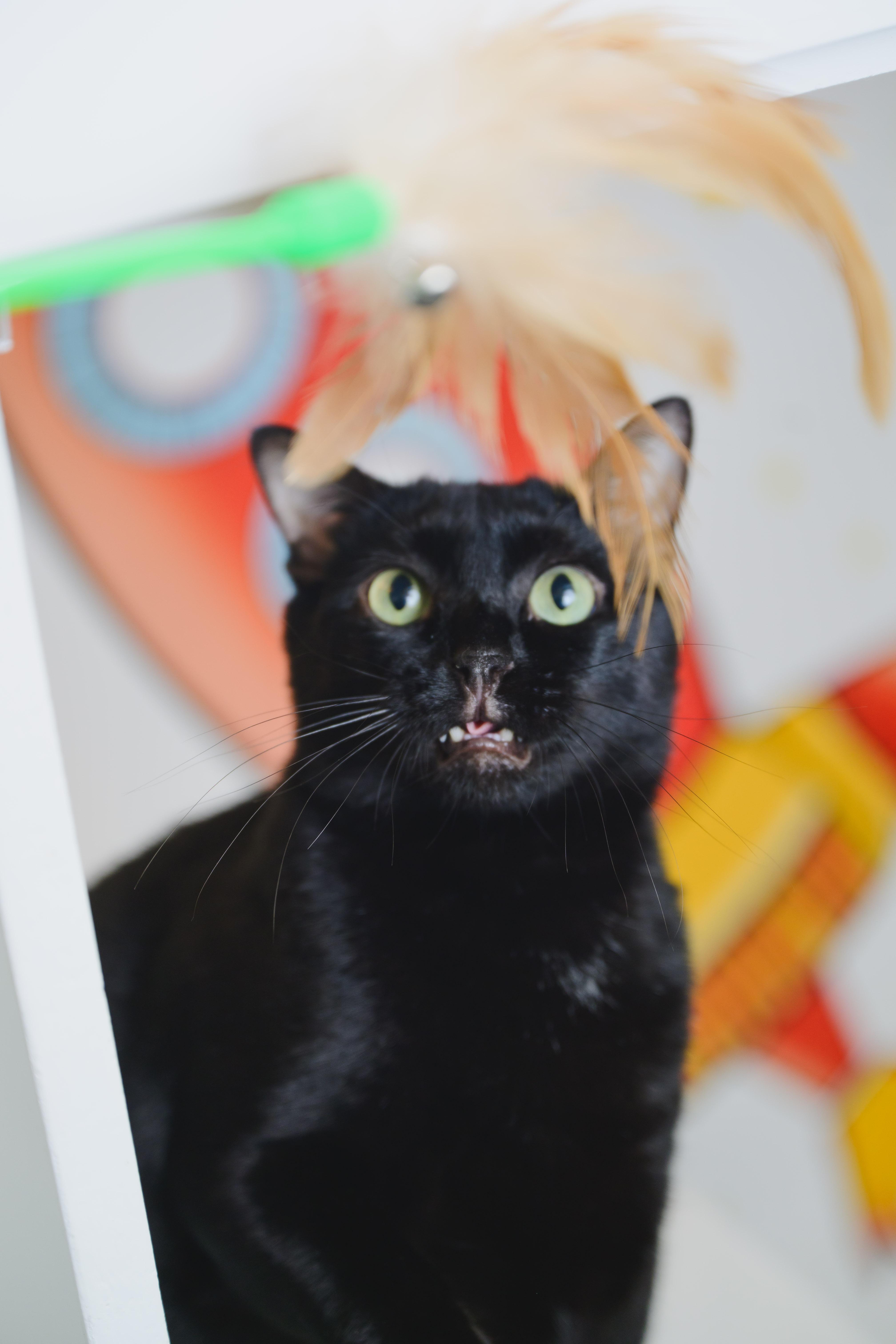 Enlarge Tiny Tim, a Adoptable Domestic Short Hair in Honolulu, HI image 4/6