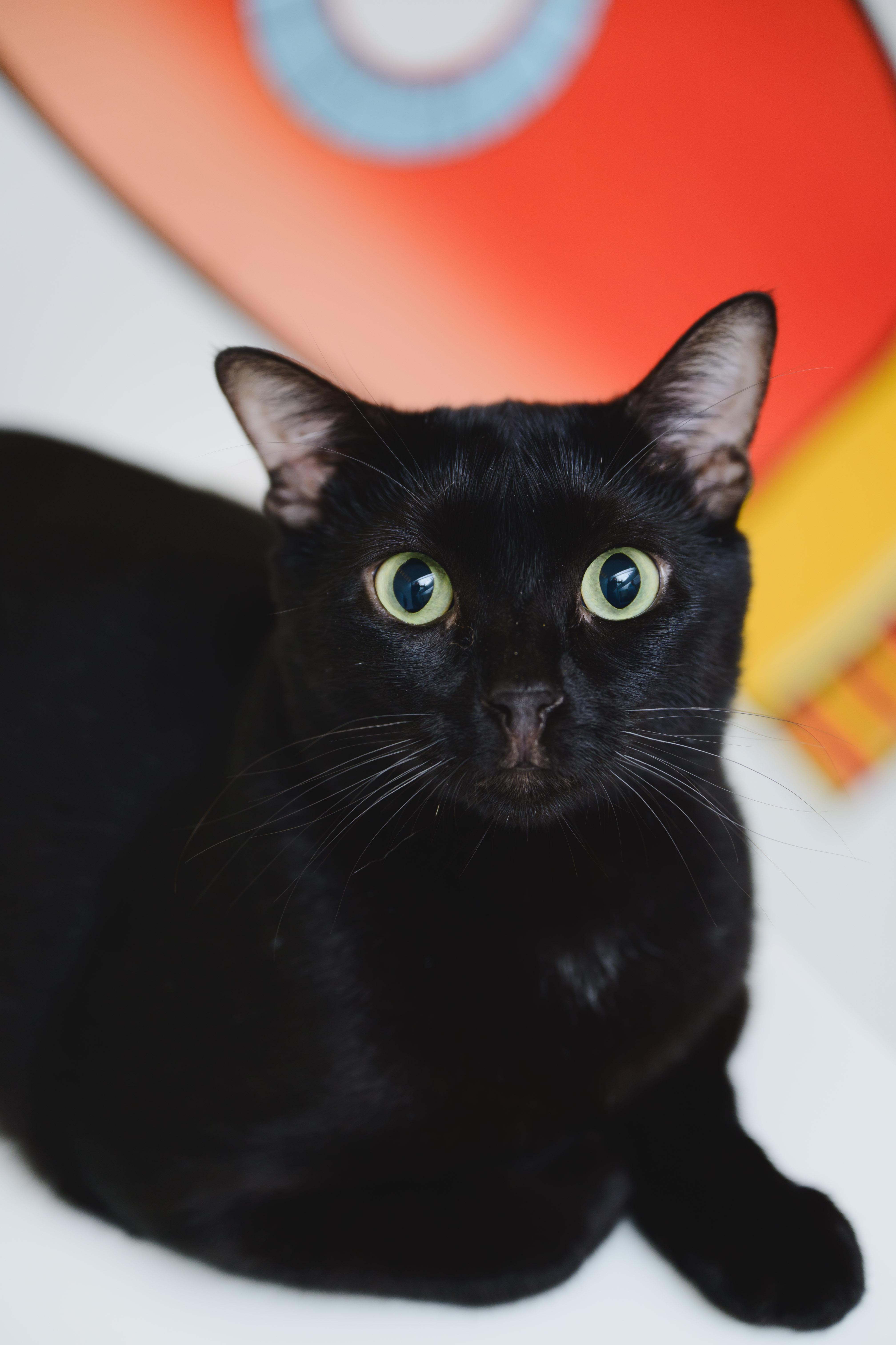 Tiny Tim, a Adoptable Domestic Short Hair in Honolulu, HI image 5/5