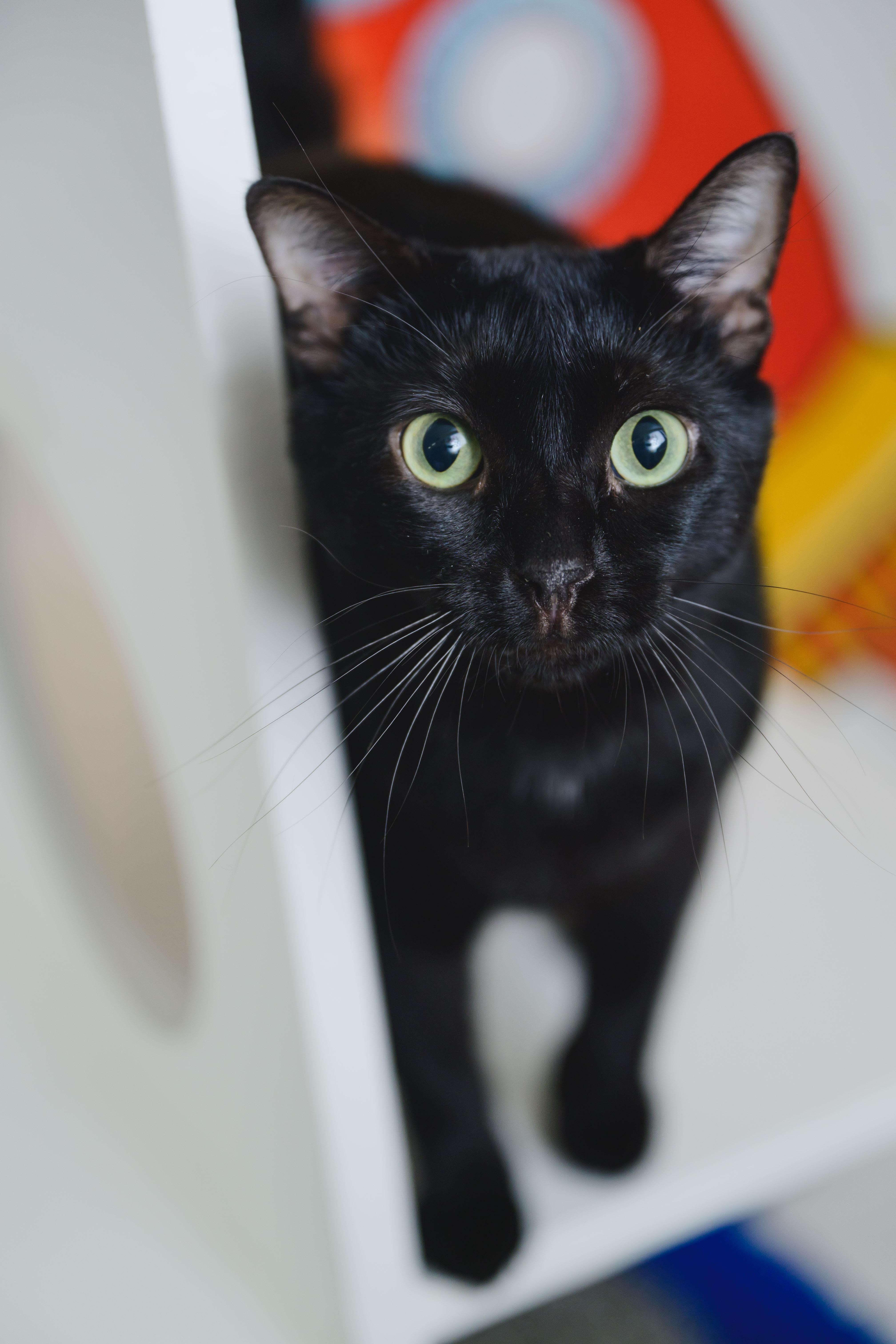 Enlarge Tiny Tim, a Adoptable Domestic Short Hair in Honolulu, HI image 5/6
