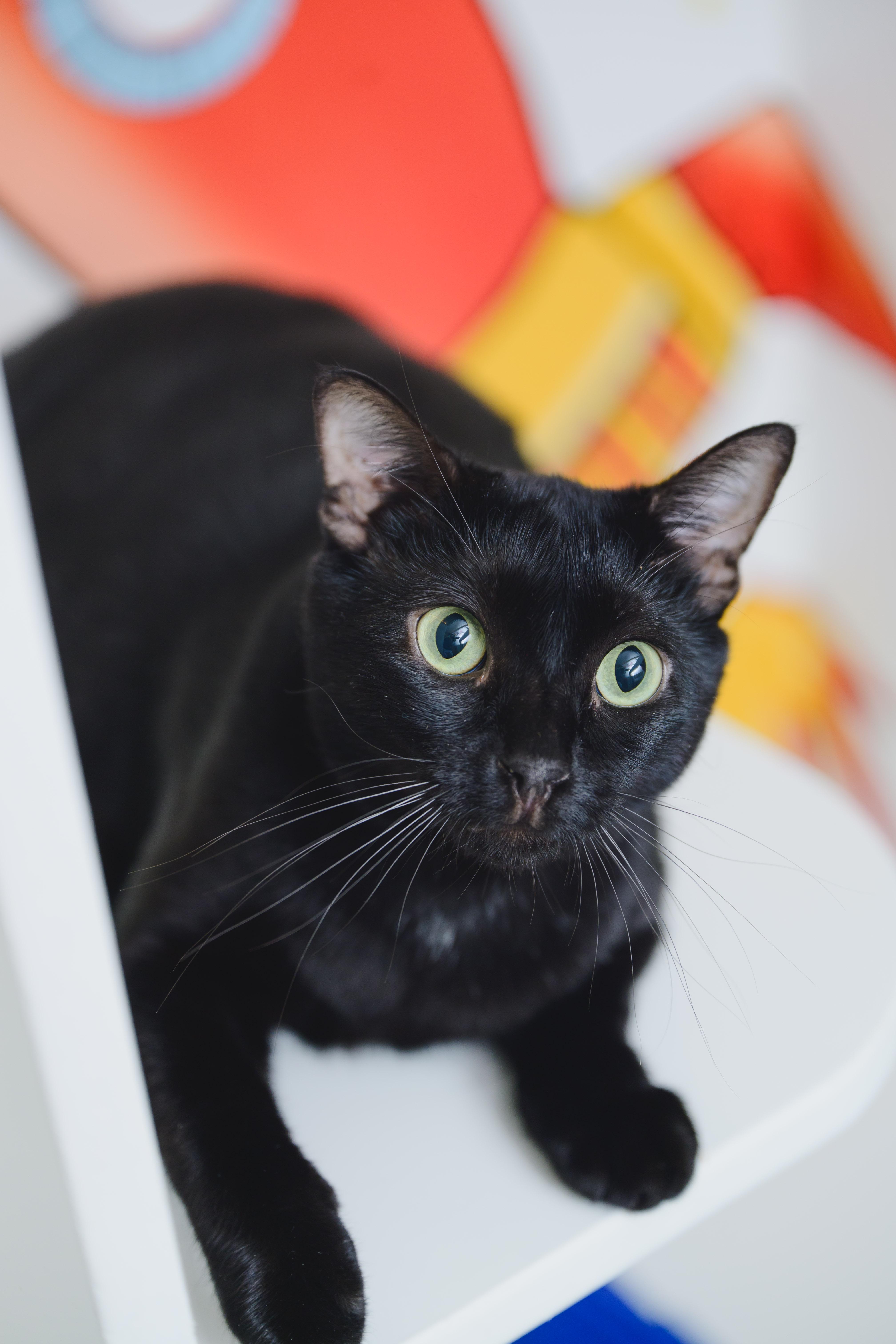 Enlarge Tiny Tim, a Adoptable Domestic Short Hair in Honolulu, HI image 6/6