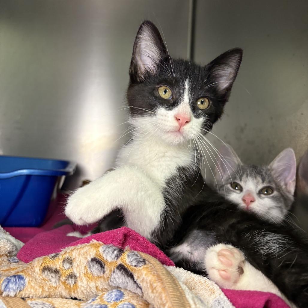 Milo, Adoptable, Kitten Male Domestic Short Hair.
