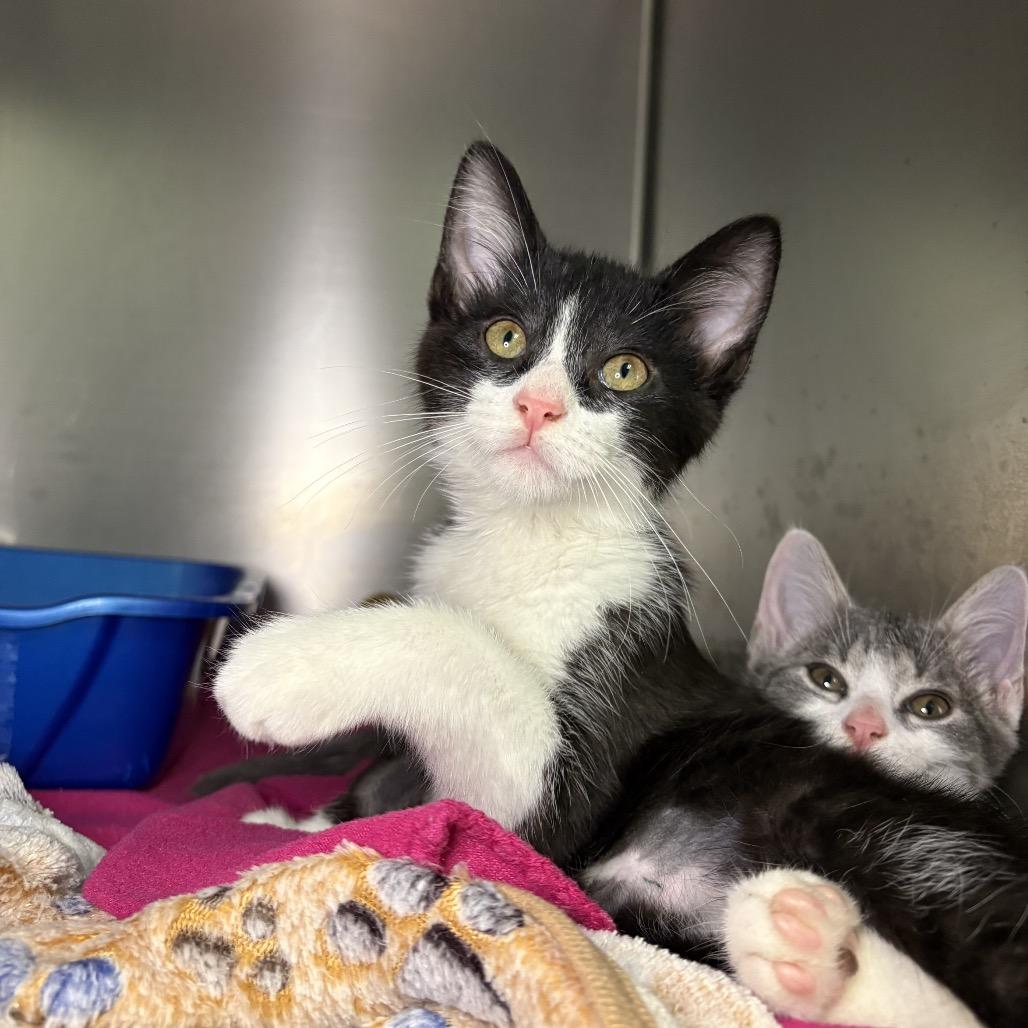 Enlarge Milo, a Adoptable Domestic Short Hair in Arden, NC image 2/2