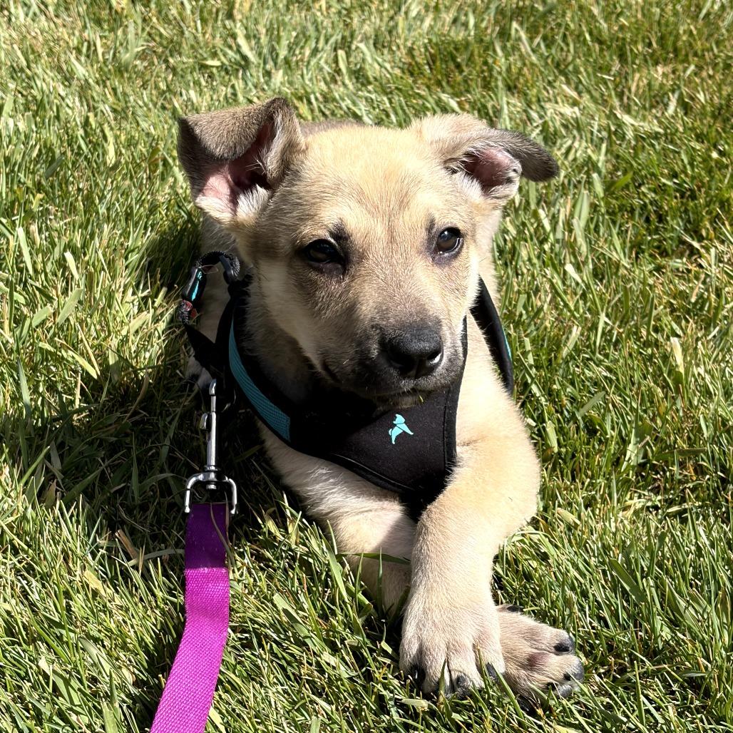 Alfred, a Adoptable Mixed Breed in Park City, UT image 4/6