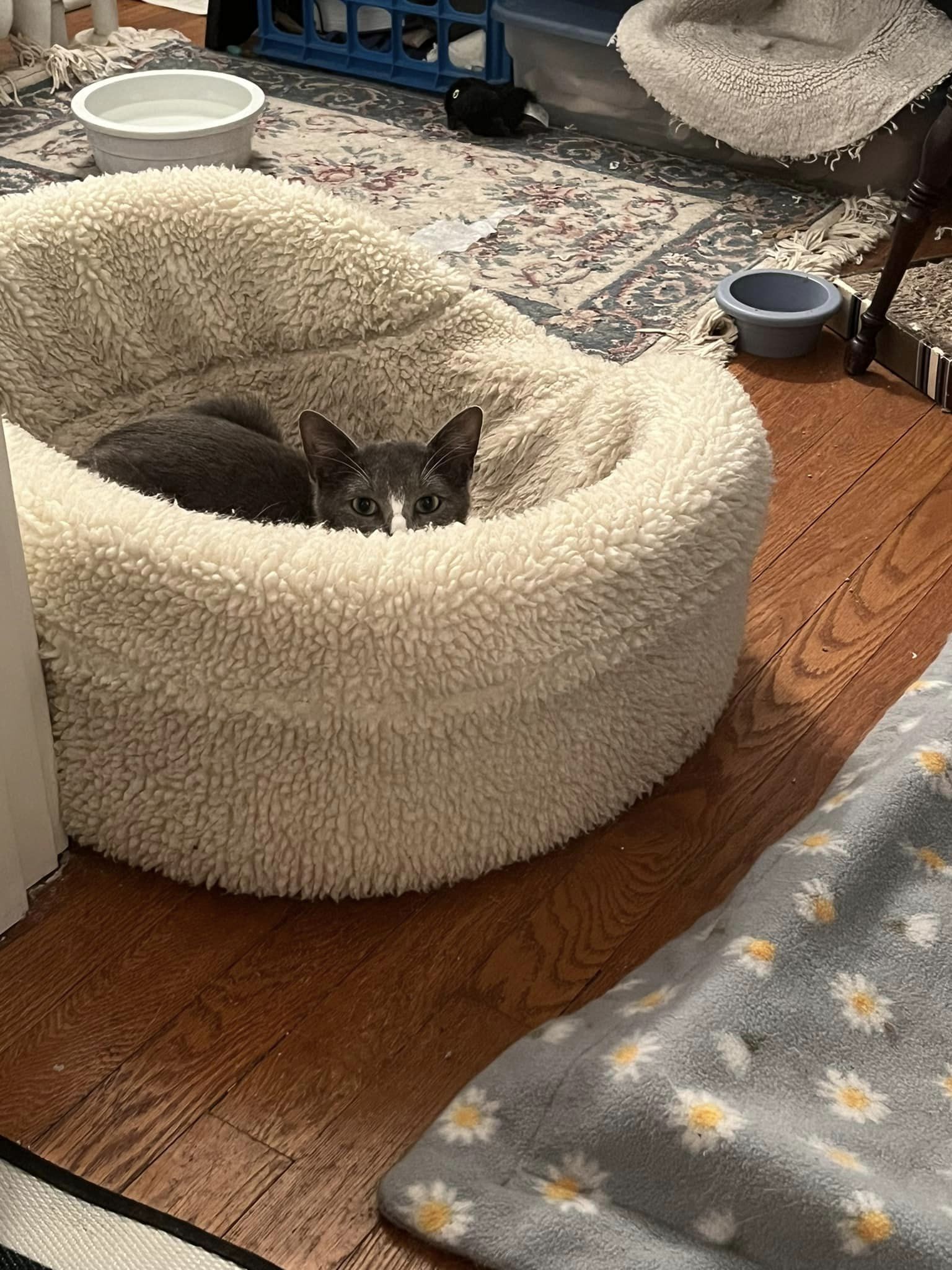 Big Boy, Loki, and Izzy, a Adoptable Domestic Short Hair in Glenmont, NY image 1/12