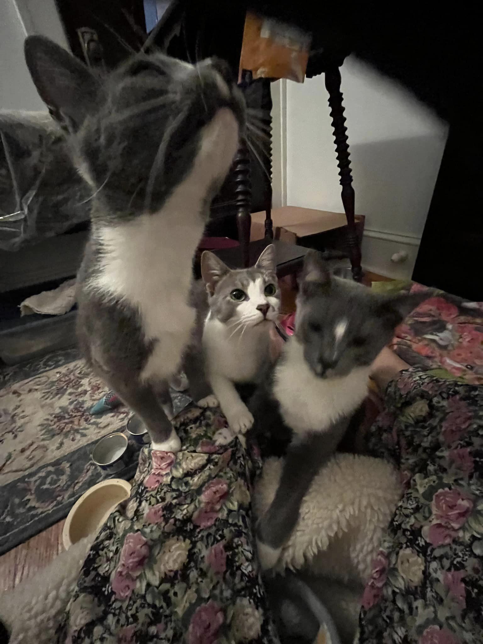 Big Boy, Loki, and Izzy, a Adoptable Domestic Short Hair in Glenmont, NY image 2/12