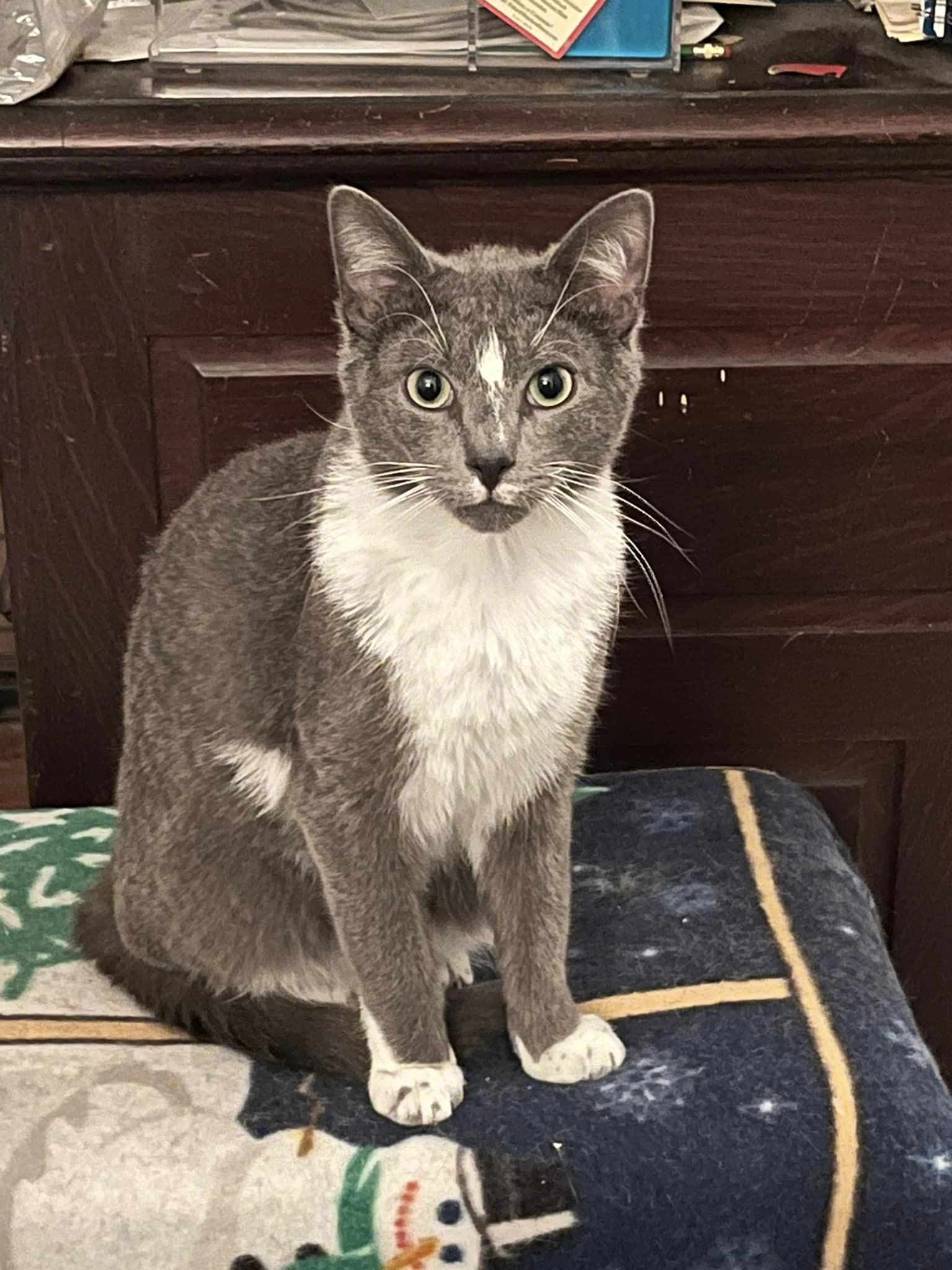 Big Boy, Loki, and Izzy, a Adoptable Domestic Short Hair in Glenmont, NY image 3/12