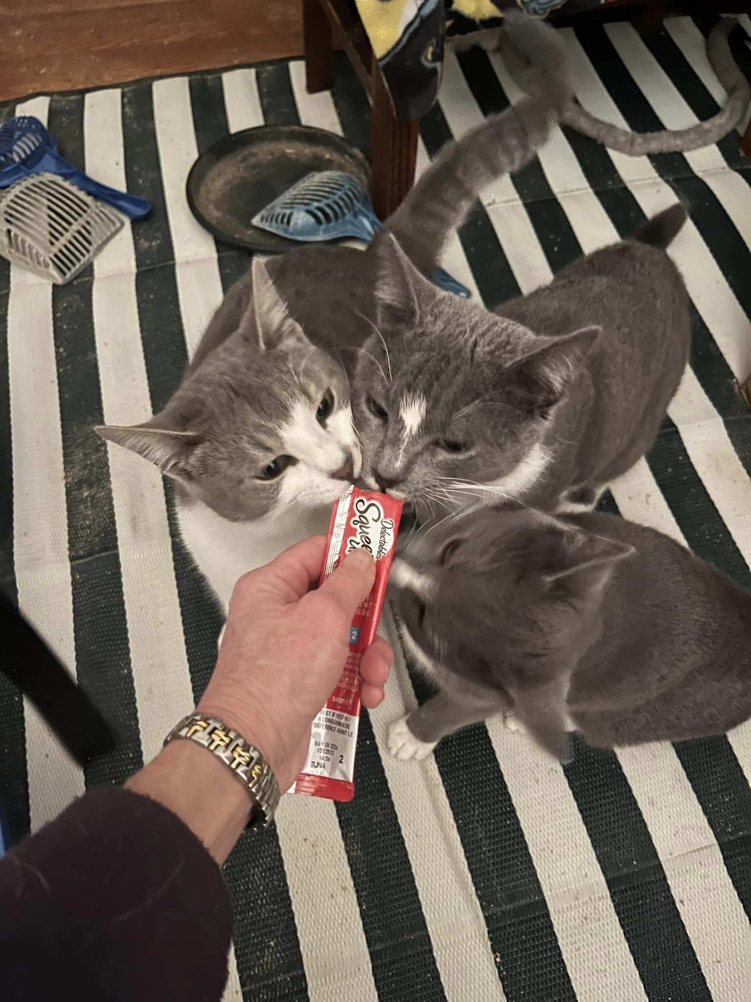 Big Boy, Loki, and Izzy, a Adoptable Domestic Short Hair in Glenmont, NY image 4/12