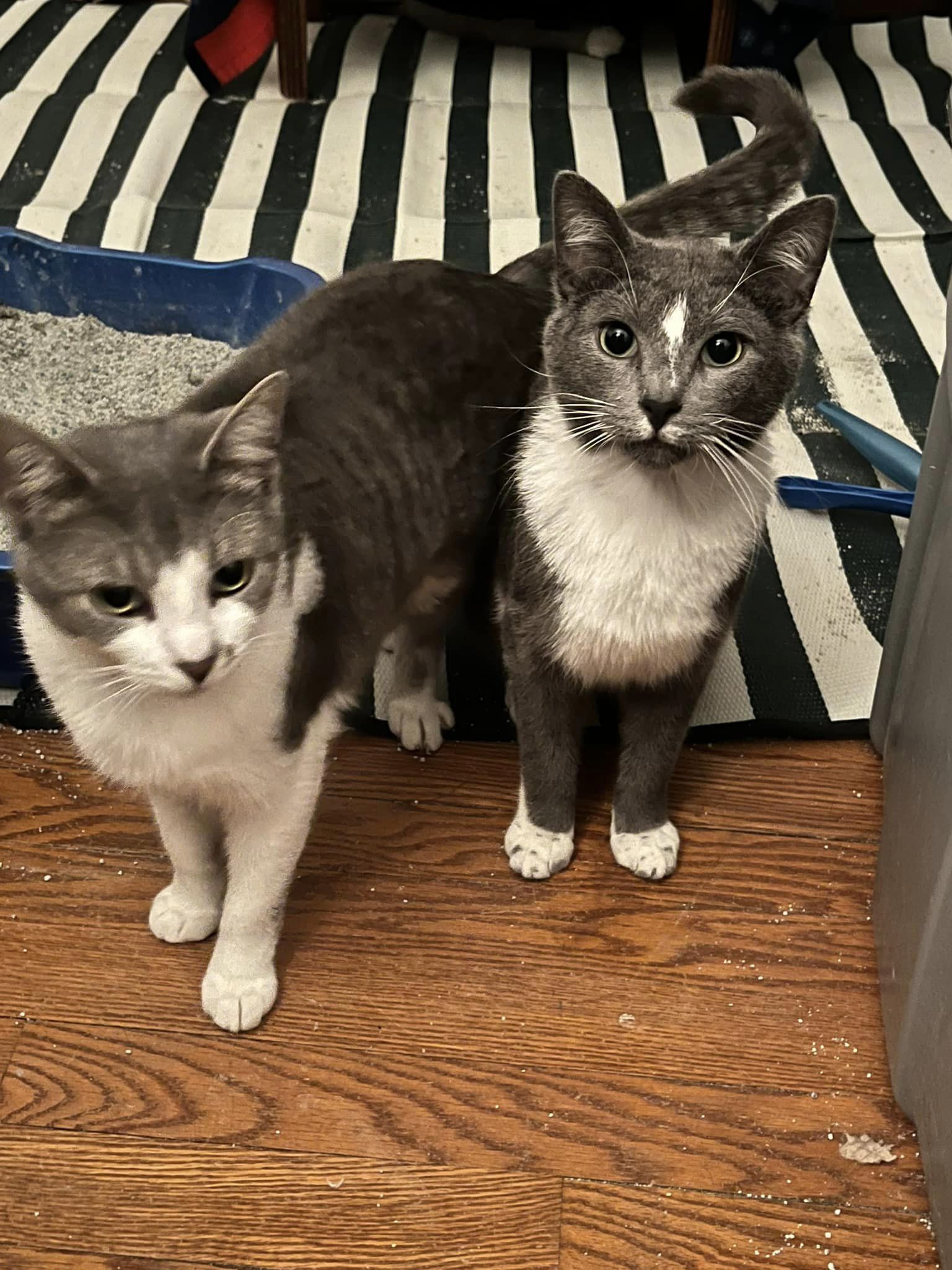 Big Boy, Loki, and Izzy, a Adoptable Domestic Short Hair in Glenmont, NY image 5/12