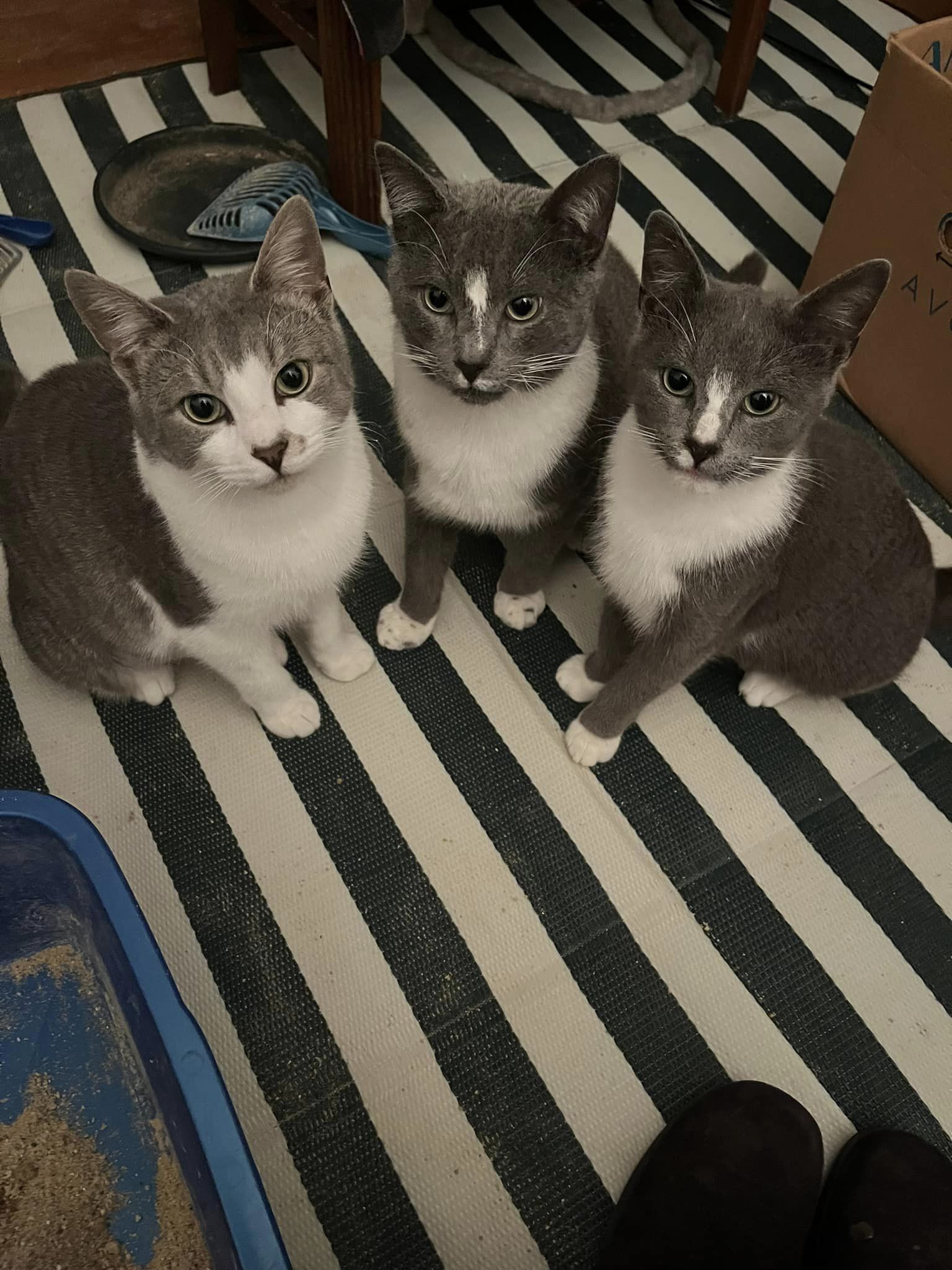 Big Boy, Loki, and Izzy, a Adoptable Domestic Short Hair in Glenmont, NY image 6/12