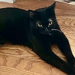 Victoria 3, Adoptable, Young Female Domestic Short Hair.