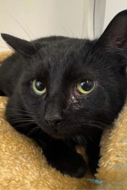 Enlarge Twizzler, a Adoptable Domestic Short Hair in Erin, ON image 1/1
