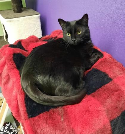 Twizzler, Adoptable, Young Female Domestic Short Hair & Domestic Short Hair.