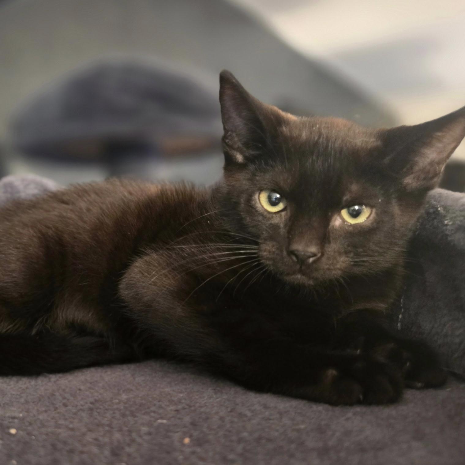 Boo, Adoptable, Kitten Male Domestic Short Hair.