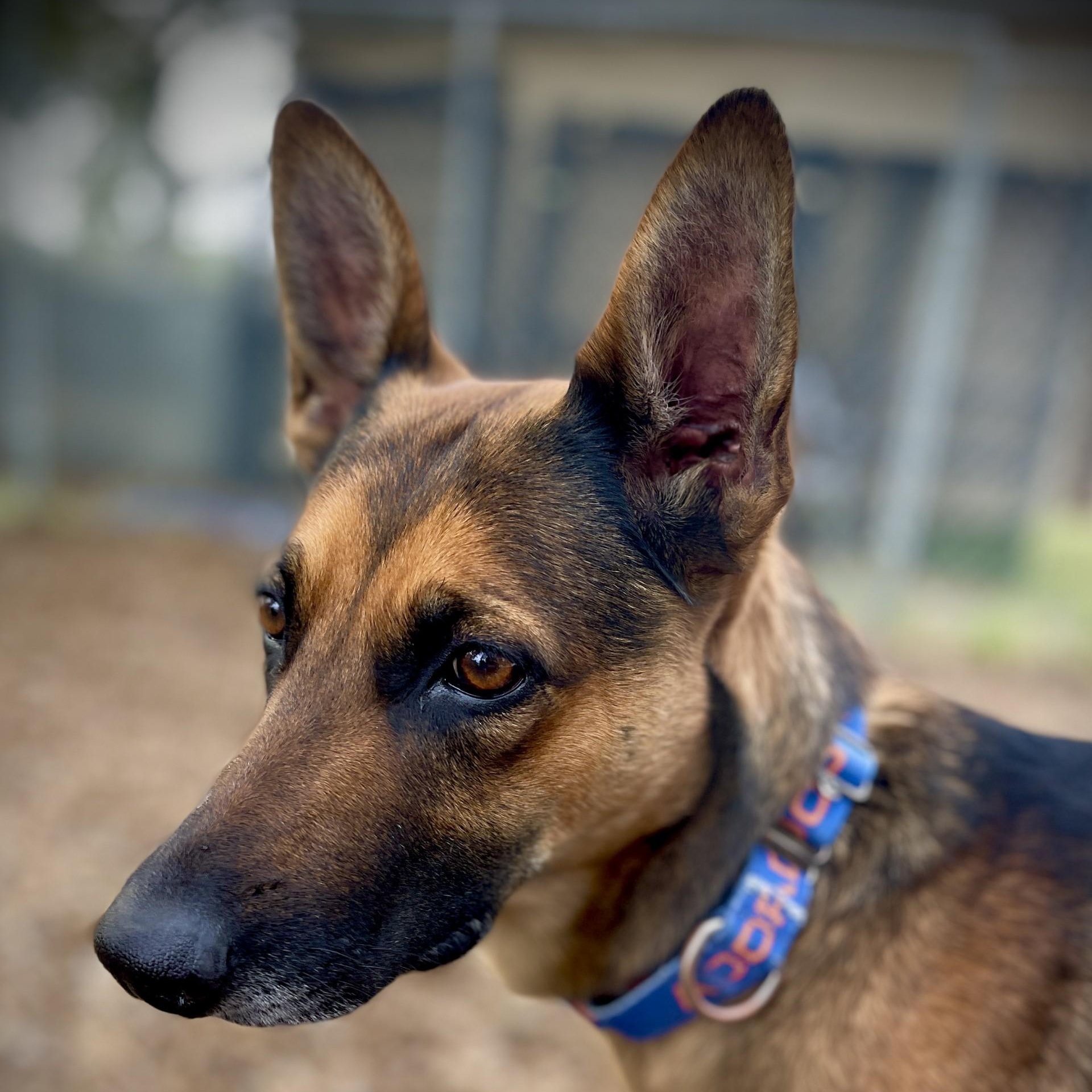 Sister, ADOPTABLE, Adult Female Belgian Shepherd / Malinois.