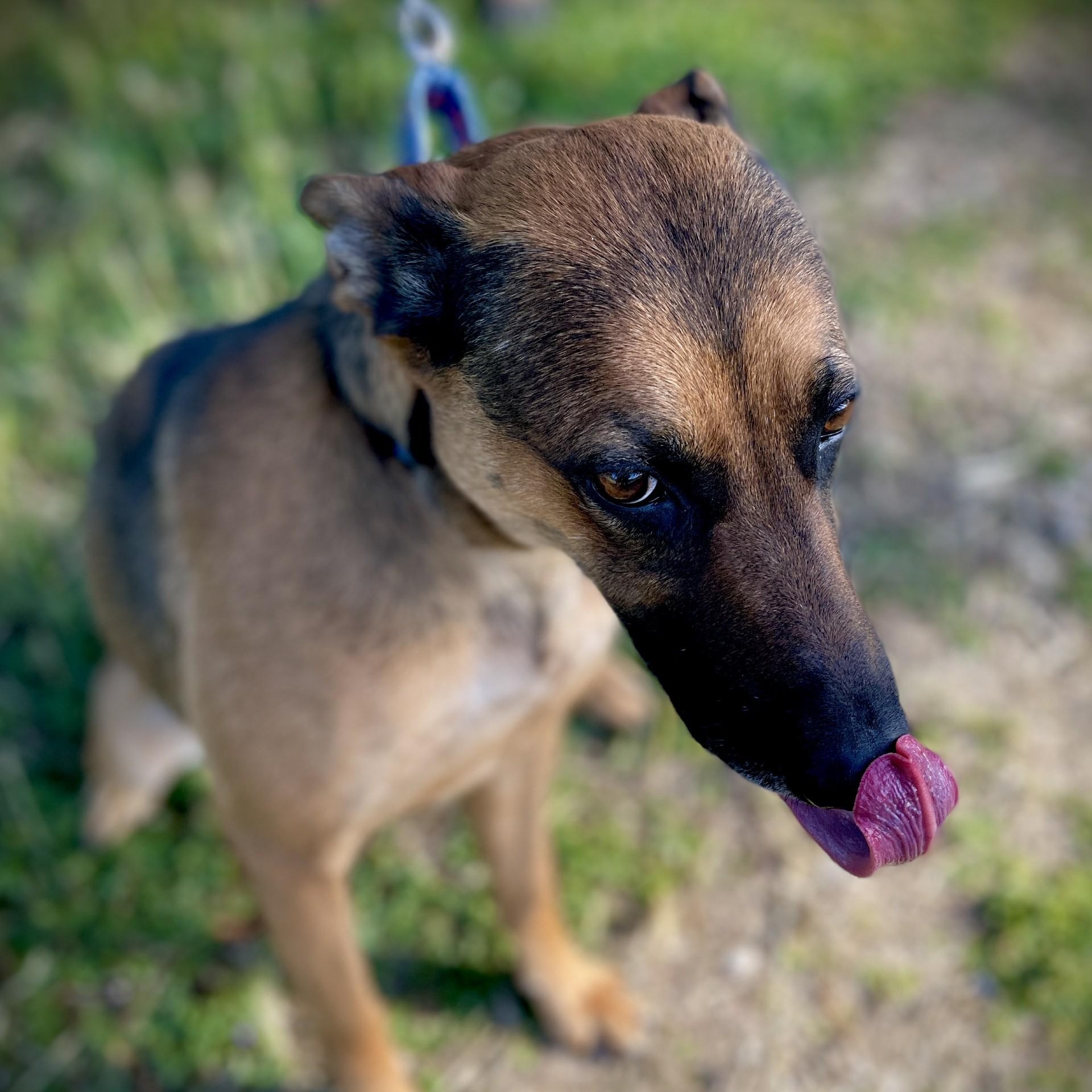 Enlarge Sister, a ADOPTABLE Belgian Shepherd / Malinois in San Andreas, CA image 4/5