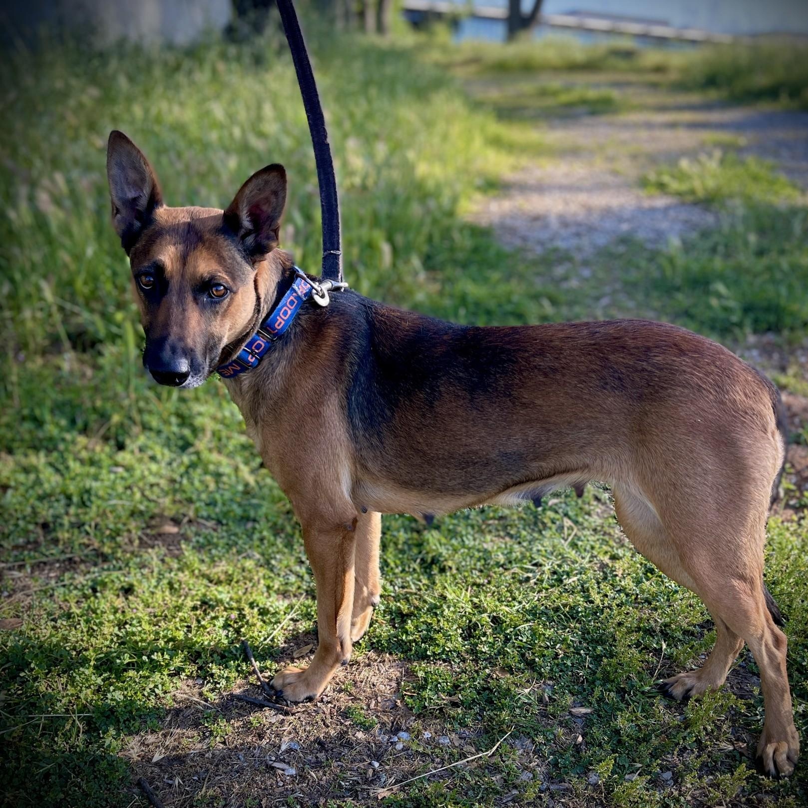 Enlarge Sister, a ADOPTABLE Belgian Shepherd / Malinois in San Andreas, CA image 5/5