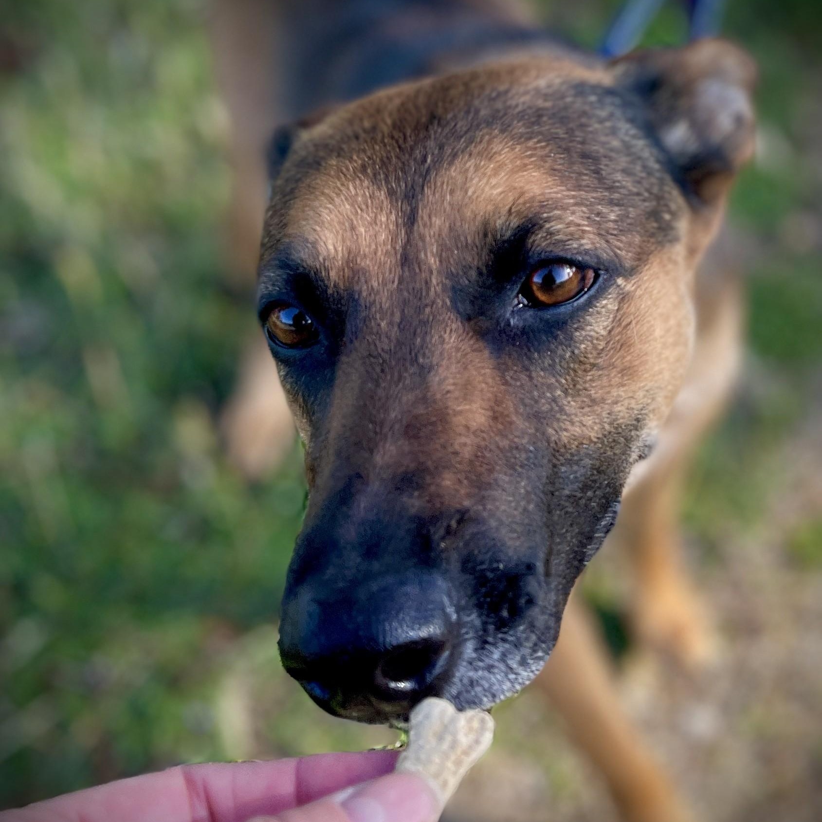 Enlarge Sister, a ADOPTABLE Belgian Shepherd / Malinois in San Andreas, CA image 3/5