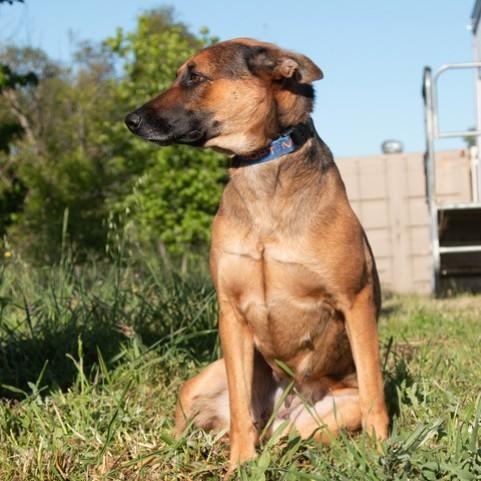 Enlarge Sister, a ADOPTABLE Belgian Shepherd / Malinois in San Andreas, CA image 2/5