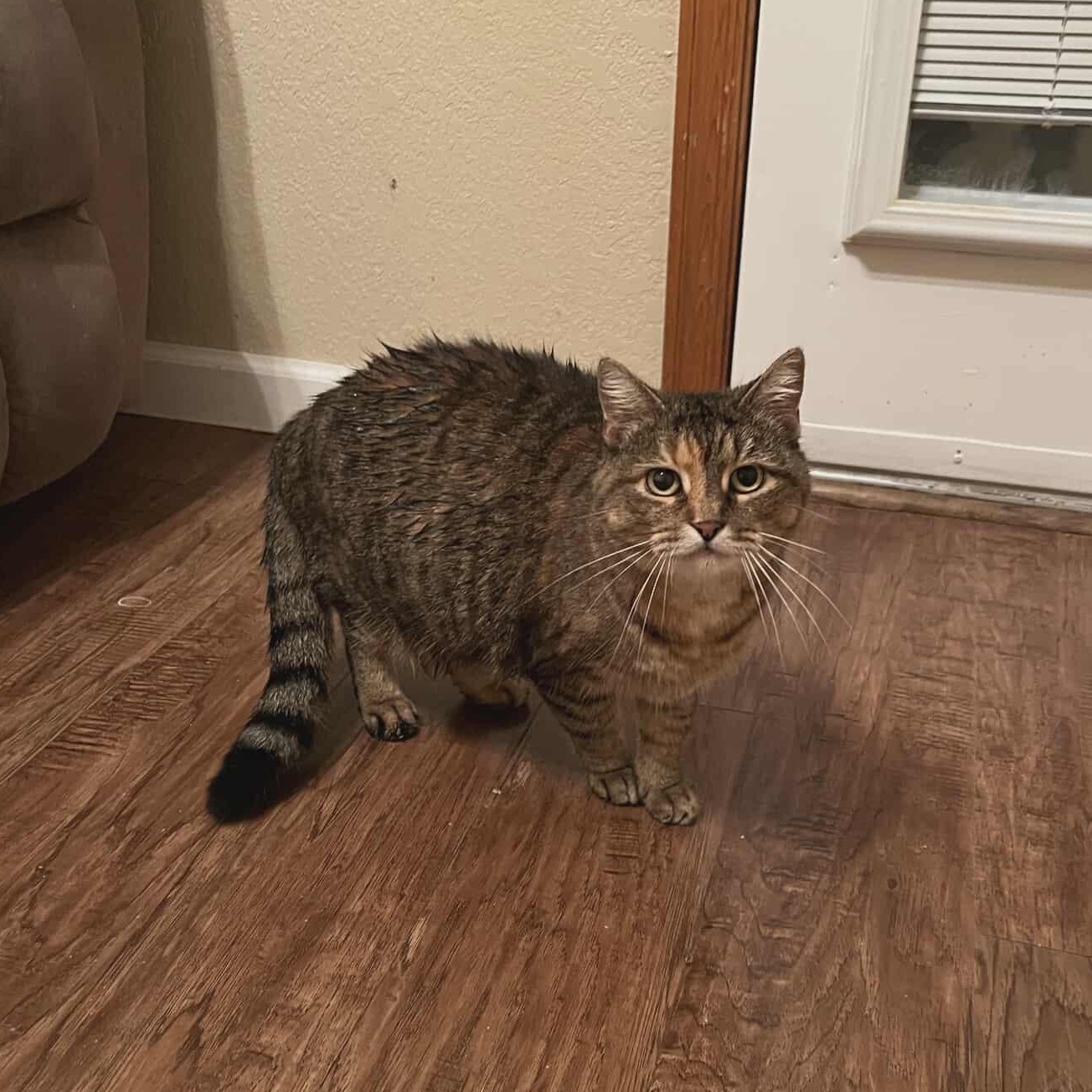 Enlarge Ceci, a ADOPTABLE mixed breed in Oklahoma City, OK image 2/2