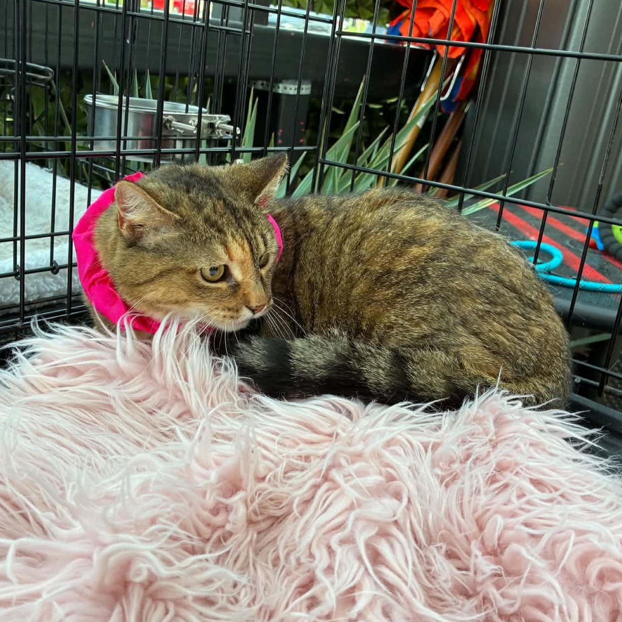 Ceci, a ADOPTABLE mixed breed in Oklahoma City, OK image 4/6