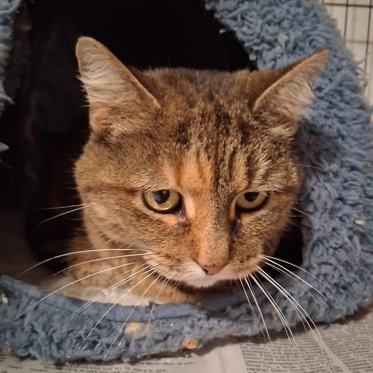 Ceci, ADOPTABLE, Adult Female Domestic Medium Hair.