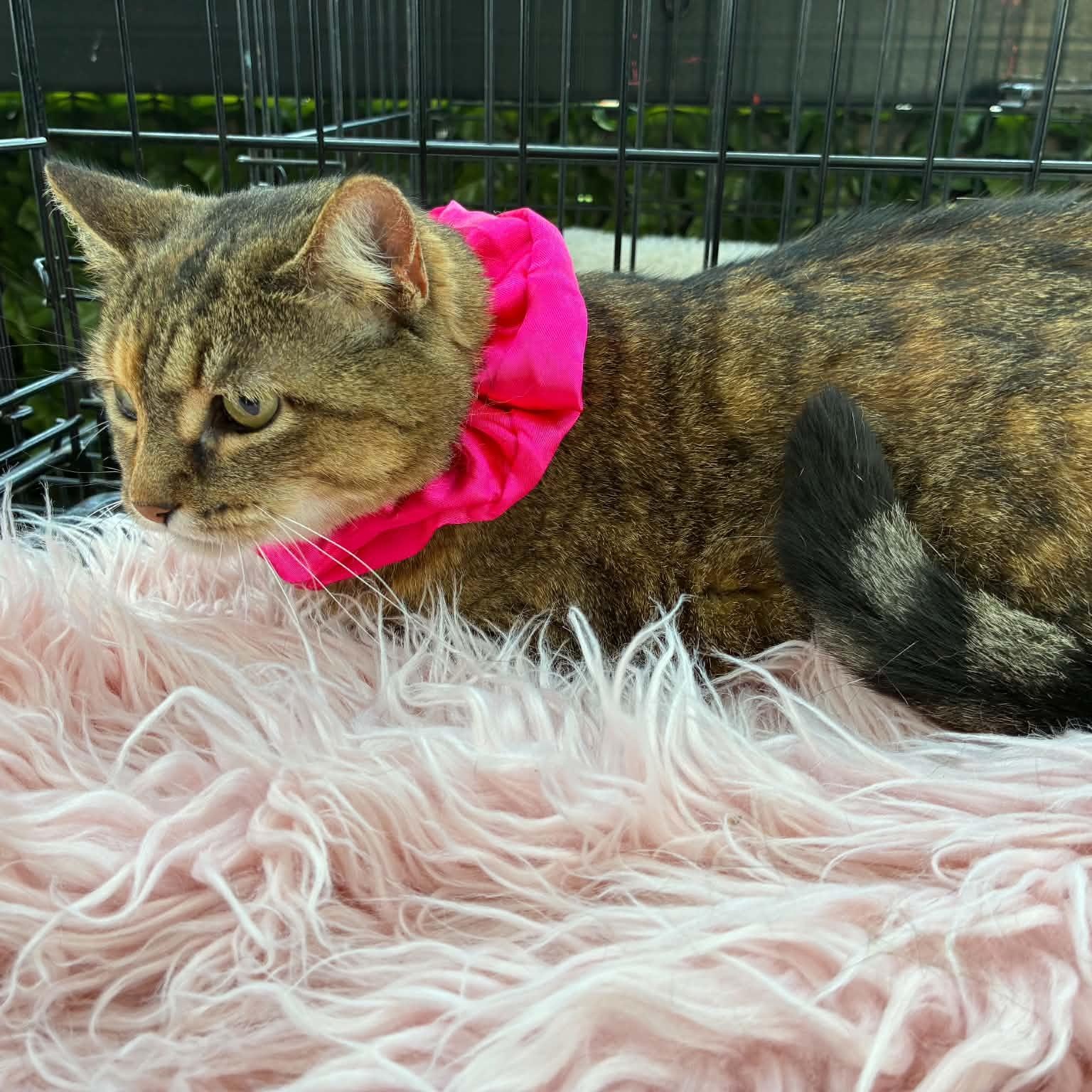 Ceci, ADOPTABLE, Adult Female Domestic Medium Hair.
