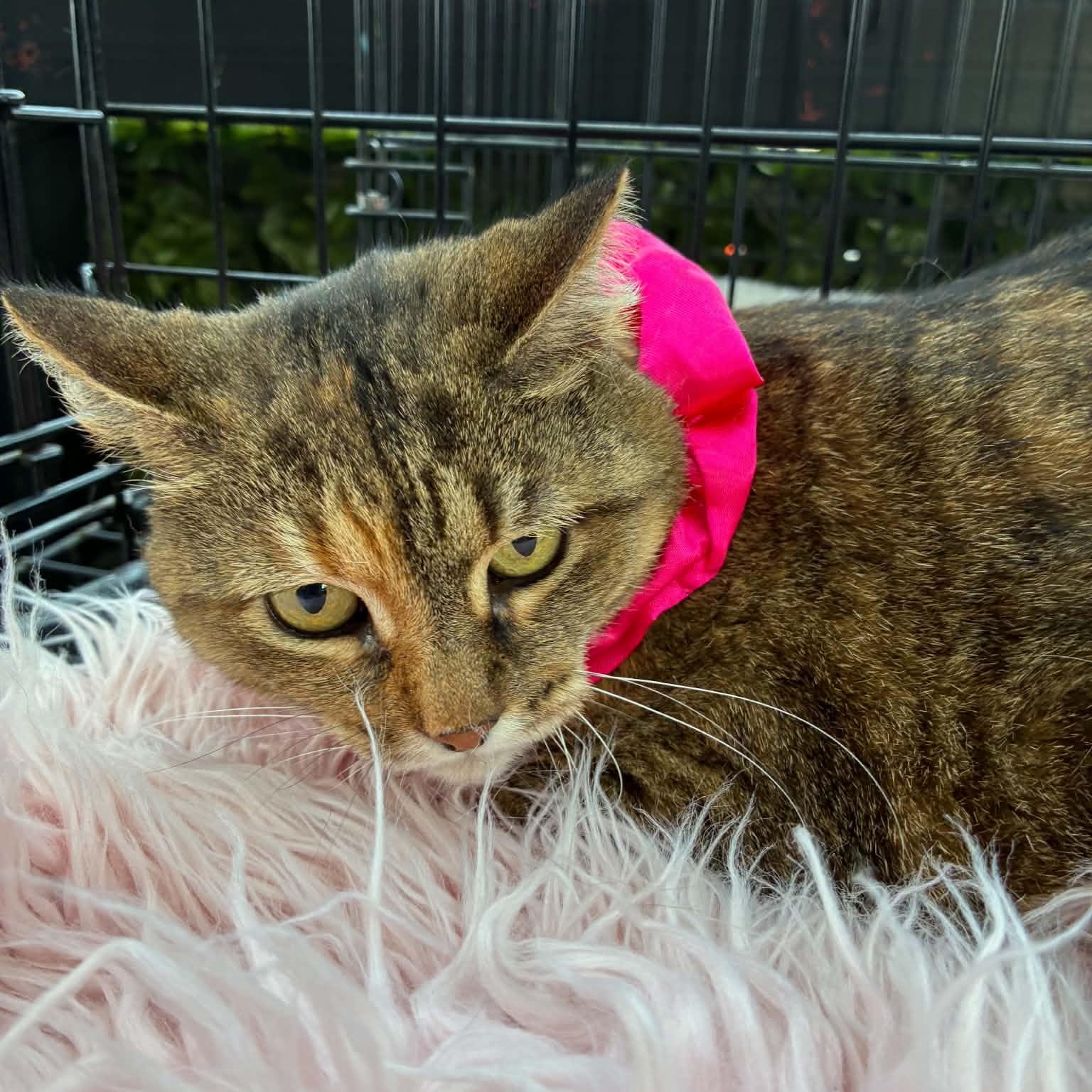 Ceci, a ADOPTABLE mixed breed in Oklahoma City, OK image 2/6