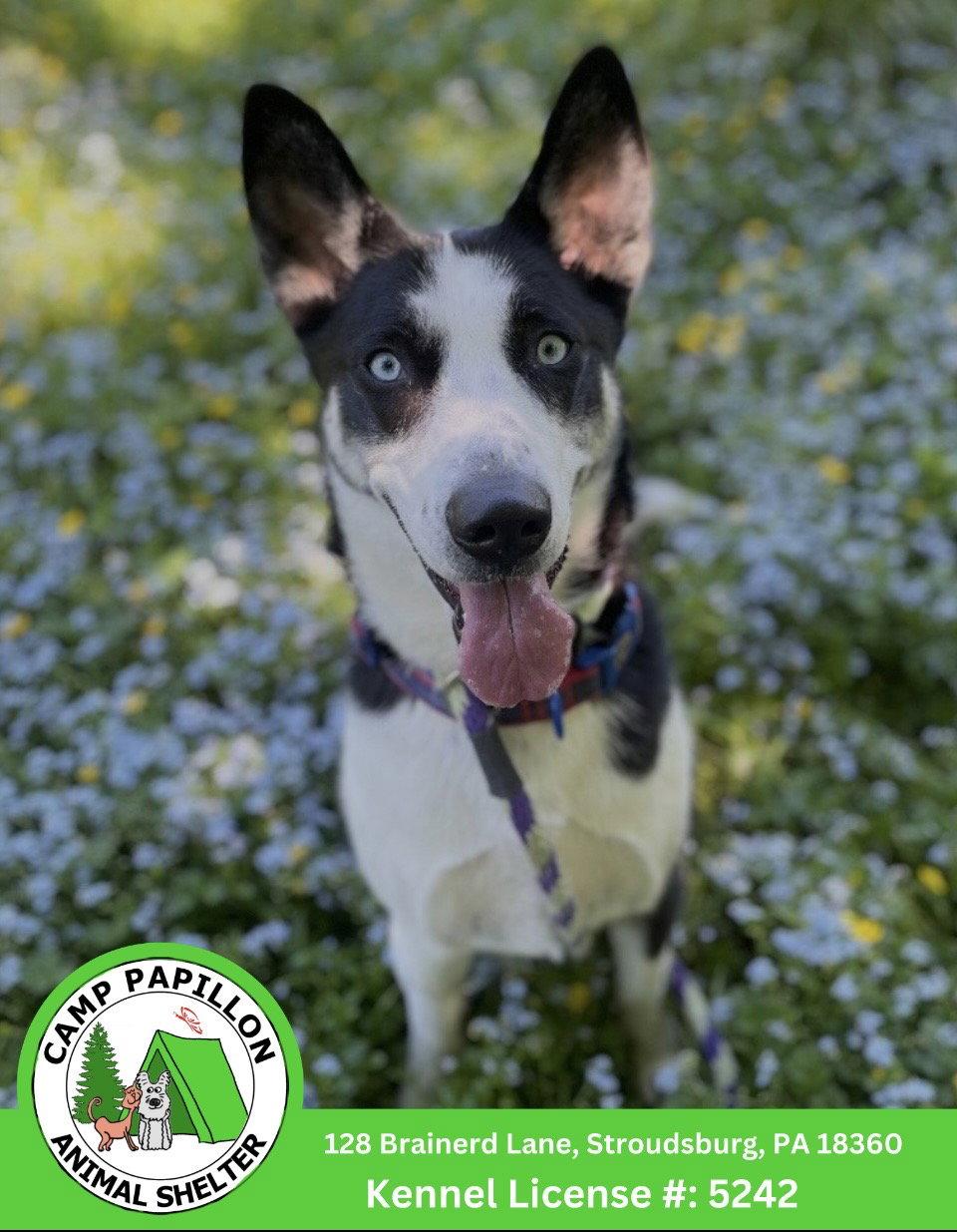 Enlarge Aurora, a Adoptable Husky in Stroudsburg, PA image 1/1
