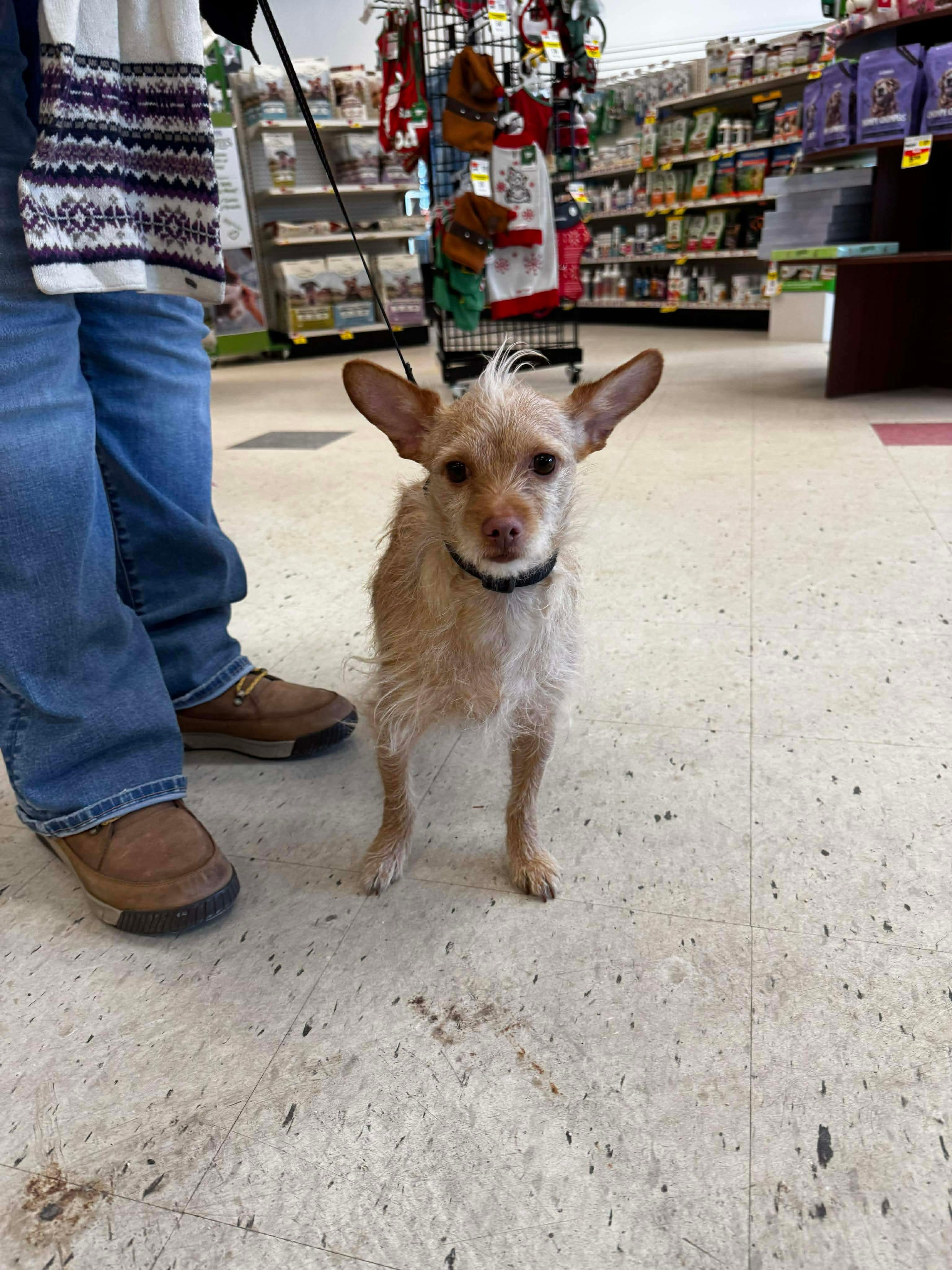 Luka, Adoptable, Adult Male Wirehaired Terrier.