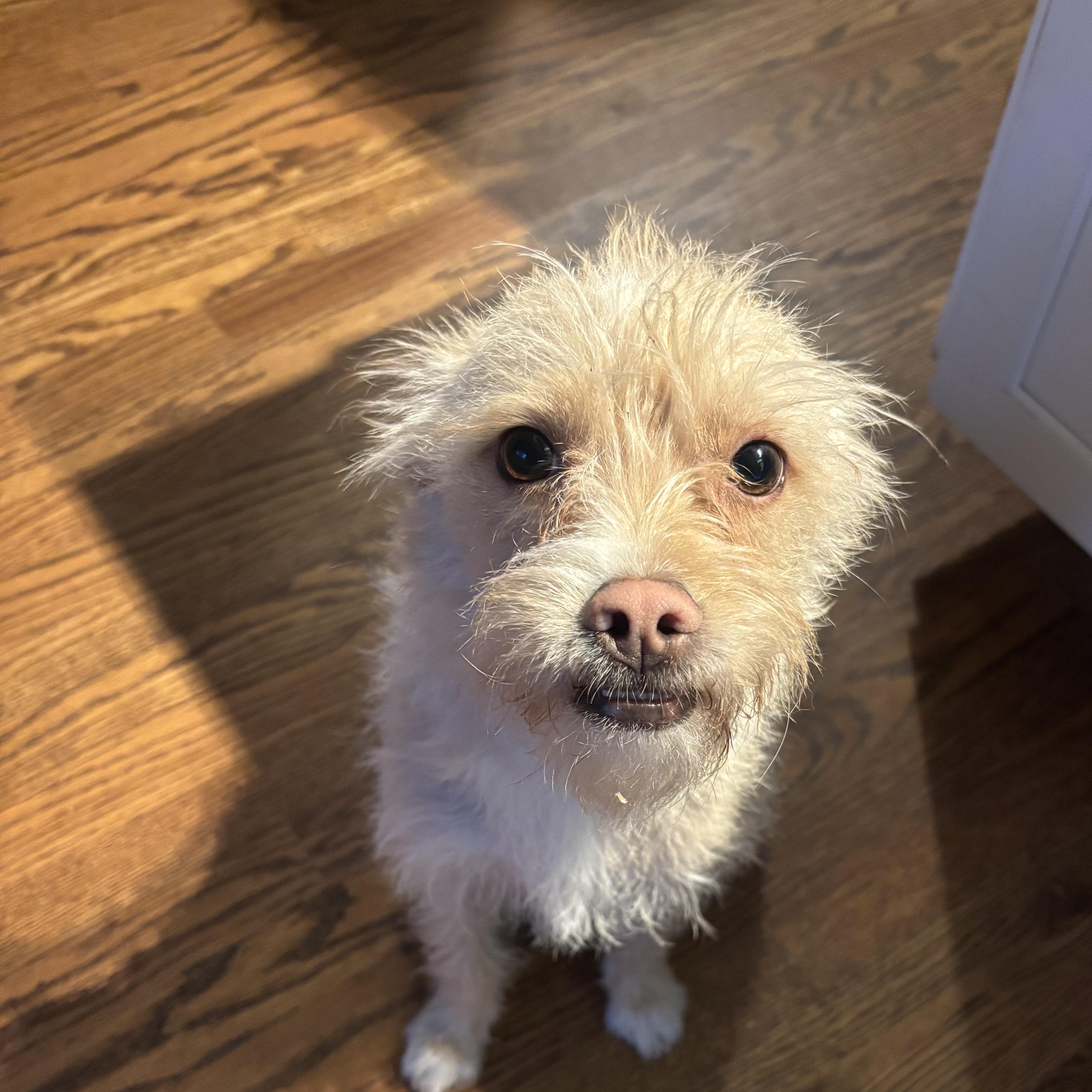 Gus Polinski, ADOPTABLE, Young Male Cairn Terrier & Chihuahua.