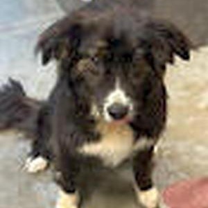 Miss Sassy, adopted, Young Female Australian Shepherd.