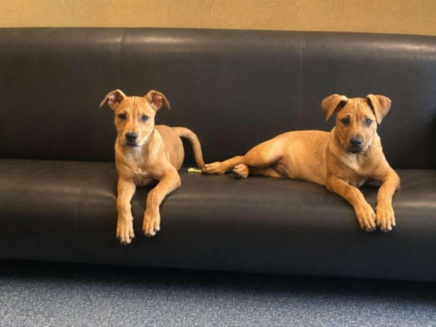 Enlarge Annabella, an adopted mixed breed in Phoenix, AZ image 3/3