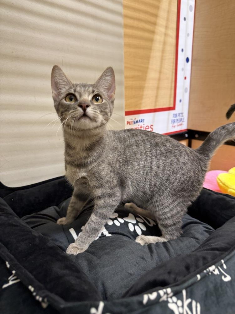 Enlarge Anastasia, an adopted mixed breed in Fremont, CA image 6/6